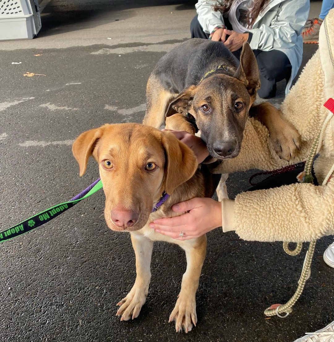 Please welcome mama Catelyn and pups Sansa and Robb to Seattle! Catelyn and her two puppies were found in a notorious dog dumping ground near Chino, CA. They were rescued by one of our partners and just arrived safe and sound in Seattle. Catelyn is estimated to be 3 years old, and weighs 54lbs. Sansa and Robb are 40lbs and about 6 months old. These sweet pups are settling into life in the PNW and will be available for adoption soon 🐾