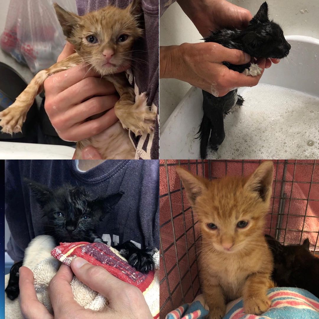 Rescued from an auto mechanic shop, these grease covered and flea infested kittens were in need of some serious spa treatment!  Check out the color of the water….ewww.  They are now clean and safe in foster care! 

Pre-apply to adopt them here:  http://bit.ly/btcradopt

Please visit:
👉 linktr.ee/bronxtailscatrescue 👈
There you will see ways to donate and get directly involved in rescue. Cats in the community need YOU.
<a target='_blank' href='https://www.instagram.com/explore/tags/catrescue/'>#catrescue</a> <a target='_blank' href='https://www.instagram.com/explore/tags/bronxcats/'>#bronxcats</a> <a target='_blank' href='https://www.instagram.com/explore/tags/donate/'>#donate</a> <a target='_blank' href='https://www.instagram.com/explore/tags/donateforagoodcause/'>#donateforagoodcause</a> <a target='_blank' href='https://www.instagram.com/explore/tags/catrescue/'>#catrescue</a> <a target='_blank' href='https://www.instagram.com/explore/tags/rescueismyfavoritebreed/'>#rescueismyfavoritebreed</a> <a target='_blank' href='https://www.instagram.com/explore/tags/adoptdontshop/'>#adoptdontshop</a> <a target='_blank' href='https://www.instagram.com/explore/tags/donationsneeded/'>#donationsneeded</a> <a target='_blank' href='https://www.instagram.com/explore/tags/coicommunity/'>#coicommunity</a> <a target='_blank' href='https://www.instagram.com/explore/tags/communitycats/'>#communitycats</a> <a target='_blank' href='https://www.instagram.com/explore/tags/nyccats/'>#nyccats</a> <a target='_blank' href='https://www.instagram.com/explore/tags/cats/'>#cats</a> <a target='_blank' href='https://www.instagram.com/explore/tags/bronx/'>#bronx</a> <a target='_blank' href='https://www.instagram.com/explore/tags/makeadifference/'>#makeadifference</a> <a target='_blank' href='https://www.instagram.com/explore/tags/rescue/'>#rescue</a>