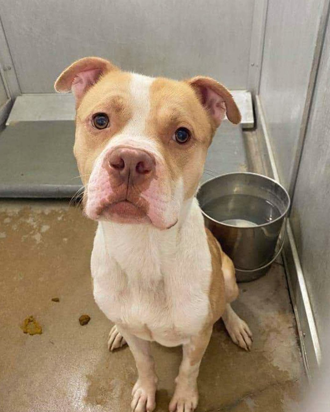 Today Fort Worth had 20 dogs on their EU list…we were able to grab 4. Tomorrow the shelter can expect up to 40 new owner surrenders, and then the cycle will continue. Now more than ever, these dogs need us! We’ll never be able to single-handedly save them all, but we’re going to keep trying our hardest. 

Welcome to safety, Jerri, Truck, Tom Sawyer, and Chance. If you would like to foster, PLEASE let us know 🙏🏼