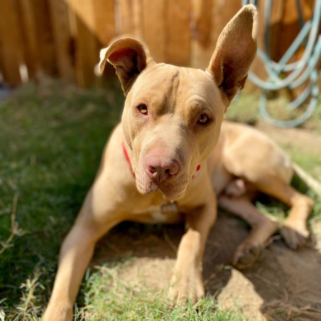 🌟 Meet Weston 🌟 

Weston’s life didn’t start out all that great. He was stranded off the I5 freeway, only relying on scraps from a nearby gas station and motel. This went on for months until we got notice of his existence. He was extremely cautious when it came to being leashed so we approached catching him a little differently. A little less traumatizing. <a target='_blank' href='https://www.instagram.com/explore/tags/success/'>#success</a>

We’ve learned so much about his wonderful personality! 

Weston is young. We put him at under 2 years of age. Very well mannered. Docile, friendly, quiet, loving, gentle, doesn’t mind being crated or kenneled. Extremely dog friendly! He has the most amazing qualities and will make a wonderful addition to a family ♡

He is due for a neuter and microchip in the next few weeks. We would love for Weston to find a foster-to -adopt home! 🏠 

If interested in adopting Weston, please send us a PM! 

<a target='_blank' href='https://www.instagram.com/explore/tags/pitbull/'>#pitbull</a> <a target='_blank' href='https://www.instagram.com/explore/tags/Weston/'>#Weston</a> <a target='_blank' href='https://www.instagram.com/explore/tags/asafefurrplace/'>#asafefurrplace</a> <a target='_blank' href='https://www.instagram.com/explore/tags/adopt/'>#adopt</a> <a target='_blank' href='https://www.instagram.com/explore/tags/thoseearstho/'>#thoseearstho</a>