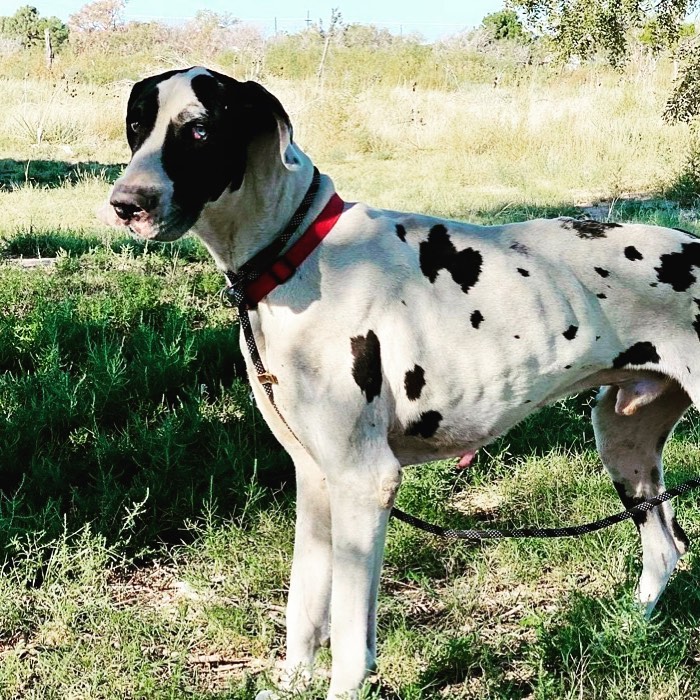 Hi Dane friends, my name is Jesson and I’m ready for you to come and get me!

I am a three year old boy and an aspiring Alpha Dane. You know what that means, right?  I need an experienced Dane owner who is more of an Alpha than me. One of my favorite tricks to play on my foster mama is to dart out the door or gate.  I am also a VERY VELCRO guy!  I get along with all dogs and kids, am crate trained but still working on house training.  I love walks and am fantastic on a leash.  I am looking for a patient family with loads of love to spare.  I will be fully vetted, vaccinated and microchipped prior to adoption.

The folks here want us in training within thirty days of my adoption. Basic training is essential for us to learn about each other and to help me become a well mannered adult GREAT Dane! We will be successful if we both understand how to communicate with each other:)

For more information about our adoption process and an application please visit www.whitekissesgreatdanerescue.com

<a target='_blank' href='https://www.instagram.com/explore/tags/greatdane/'>#greatdane</a> <a target='_blank' href='https://www.instagram.com/explore/tags/dogs/'>#dogs</a> <a target='_blank' href='https://www.instagram.com/explore/tags/adoptdontshop/'>#adoptdontshop</a> <a target='_blank' href='https://www.instagram.com/explore/tags/dogsofinstagram/'>#dogsofinstagram</a> <a target='_blank' href='https://www.instagram.com/explore/tags/dog/'>#dog</a> <a target='_blank' href='https://www.instagram.com/explore/tags/greatdane/'>#greatdane</a> <a target='_blank' href='https://www.instagram.com/explore/tags/puppies/'>#puppies</a> <a target='_blank' href='https://www.instagram.com/explore/tags/cute/'>#cute</a> <a target='_blank' href='https://www.instagram.com/explore/tags/love/'>#love</a> <a target='_blank' href='https://www.instagram.com/explore/tags/family/'>#family</a> <a target='_blank' href='https://www.instagram.com/explore/tags/rescue/'>#rescue</a> <a target='_blank' href='https://www.instagram.com/explore/tags/greatdanesofinstagram/'>#greatdanesofinstagram</a> <a target='_blank' href='https://www.instagram.com/explore/tags/tuesday/'>#tuesday</a> <a target='_blank' href='https://www.instagram.com/explore/tags/holiday/'>#holiday</a> <a target='_blank' href='https://www.instagram.com/explore/tags/photooftheday/'>#photooftheday</a> <a target='_blank' href='https://www.instagram.com/explore/tags/puppy/'>#puppy</a> <a target='_blank' href='https://www.instagram.com/explore/tags/december/'>#december</a> <a target='_blank' href='https://www.instagram.com/explore/tags/holidays/'>#holidays</a> <a target='_blank' href='https://www.instagram.com/explore/tags/givingtuesday/'>#givingtuesday</a> <a target='_blank' href='https://www.instagram.com/explore/tags/adopt/'>#adopt</a>