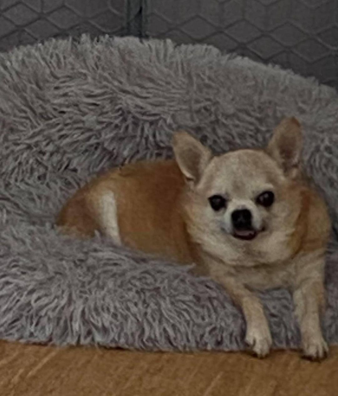 ADOPT TINY!!

Tiny’s an 11yo 8lb Chi mix. He’s calm, not in his face dog friendly and kid 12+ friendly. He chases cats so no cats. He is house and pee pad trained. He’s used to a secure fenced in yard and not a fan of the leash. He is a bed potato and likes to chill on his own in a bed, since not the cuddly dog type or at least not that has been seen in his active foster home. He may want to sit with his person but doesn’t like being touched.

Tiny MUST have a home with secured fenced in yard, NO cats and if any dogs’ ones that are not in his face or interact, people who are not expecting him to be cuddly, allow him to chill his way, and are committed to his low-calorie diet. If you DO NOT fit this please DO NOT put an application in. We will not call anyone not a fit. Also, we will be concentrating on local to foster applications 1st since home checks and meets with all humans and animals in home is needed at meet. Our fosters are all volunteers so aren’t always able to travel too far.

Tiny’s neutered, vaccinated, HW negative and microchipped. He has No teeth and a collapsed trachea; he coughs when he is not on his low-calorie diet to keep his weight down. Currently foster in Marlton, NJ Apply at www.tprescue.org