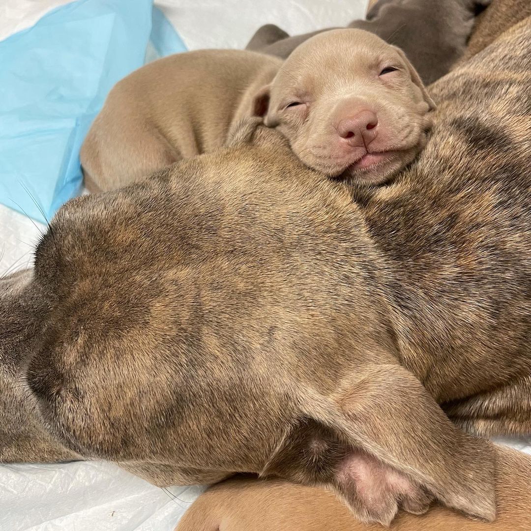 We’re almost ready to start taking applications for our 20 little nuggets and their two AMAZING momma’s!! Thank you for your patience and support!  It’s been a long, exhausting, wonderful few weeks.  <a target='_blank' href='https://www.instagram.com/explore/tags/bombshellbullies/'>#bombshellbullies</a> <a target='_blank' href='https://www.instagram.com/explore/tags/pitbull/'>#pitbull</a> <a target='_blank' href='https://www.instagram.com/explore/tags/rescue/'>#rescue</a> <a target='_blank' href='https://www.instagram.com/explore/tags/adoptdontshop/'>#adoptdontshop</a> <a target='_blank' href='https://www.instagram.com/explore/tags/puppiesofinstagram/'>#puppiesofinstagram</a> <a target='_blank' href='https://www.instagram.com/explore/tags/pitbullpuppy/'>#pitbullpuppy</a> <a target='_blank' href='https://www.instagram.com/explore/tags/pitbullsofinstagram/'>#pitbullsofinstagram</a> <a target='_blank' href='https://www.instagram.com/explore/tags/pittiesofinstagram/'>#pittiesofinstagram</a> <a target='_blank' href='https://www.instagram.com/explore/tags/spreadtherumer/'>#spreadtherumer</a>