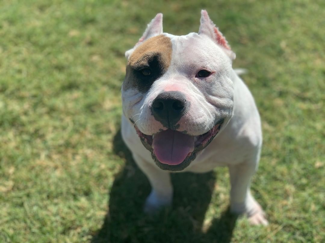 😎🐶 ODIN 🐶😎
We finally caught Odin with a different expression! 😆 He was playing and chasing his foster sister and stopped to take a break with this big ol' grin on his face.
He's looking so good on his new medication. He's still got some signs of skin infection, but he's definitely looking and feeling so much better. 

<a target='_blank' href='https://www.instagram.com/explore/tags/loveabull/'>#loveabull</a> <a target='_blank' href='https://www.instagram.com/explore/tags/loveabully/'>#loveabully</a> <a target='_blank' href='https://www.instagram.com/explore/tags/happydog/'>#happydog</a> <a target='_blank' href='https://www.instagram.com/explore/tags/sunsouttonguesout/'>#sunsouttonguesout</a> <a target='_blank' href='https://www.instagram.com/explore/tags/dfwrescuedog/'>#dfwrescuedog</a>