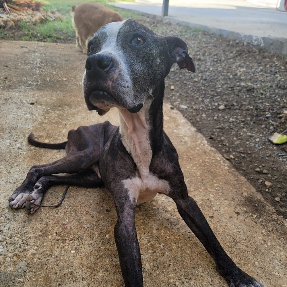 We have some sad news to report on Taino. He unfortunately passed away at home on Wednesday, October 6th at 10:15am, with his rescuer and caretaker @nelson_gerena by his side. The previous day was his best day yet!

He had been through so much, but from the minute he was rescued, he was surrounded by people who cared about him and he was LOVED. ❤️ While this is such sad news, we have to remember how lucky he was that Nelson found him, he had the best care possible, and was showered with love until the end. 🌈

Thank you @nelson_gerena for being there for him and for everything you did!

<a target='_blank' href='https://www.instagram.com/explore/tags/animalrescue/'>#animalrescue</a> <a target='_blank' href='https://www.instagram.com/explore/tags/taino/'>#taino</a> <a target='_blank' href='https://www.instagram.com/explore/tags/miraclesforsatosrescue/'>#miraclesforsatosrescue</a> <a target='_blank' href='https://www.instagram.com/explore/tags/dogrescue/'>#dogrescue</a> <a target='_blank' href='https://www.instagram.com/explore/tags/rescuedog/'>#rescuedog</a> <a target='_blank' href='https://www.instagram.com/explore/tags/stopanimalabuse/'>#stopanimalabuse</a> <a target='_blank' href='https://www.instagram.com/explore/tags/seniorsogsofinstagram/'>#seniorsogsofinstagram</a> <a target='_blank' href='https://www.instagram.com/explore/tags/rescuedismyfavoritebreed/'>#rescuedismyfavoritebreed</a> <a target='_blank' href='https://www.instagram.com/explore/tags/adoptdontshop/'>#adoptdontshop</a> <a target='_blank' href='https://www.instagram.com/explore/tags/adopt/'>#adopt</a> <a target='_blank' href='https://www.instagram.com/explore/tags/adoptdontshop/'>#adoptdontshop</a>🐾 <a target='_blank' href='https://www.instagram.com/explore/tags/boxersofinstagram/'>#boxersofinstagram</a> <a target='_blank' href='https://www.instagram.com/explore/tags/puertorico/'>#puertorico</a> <a target='_blank' href='https://www.instagram.com/explore/tags/puertorico/'>#puertorico</a>🇵🇷