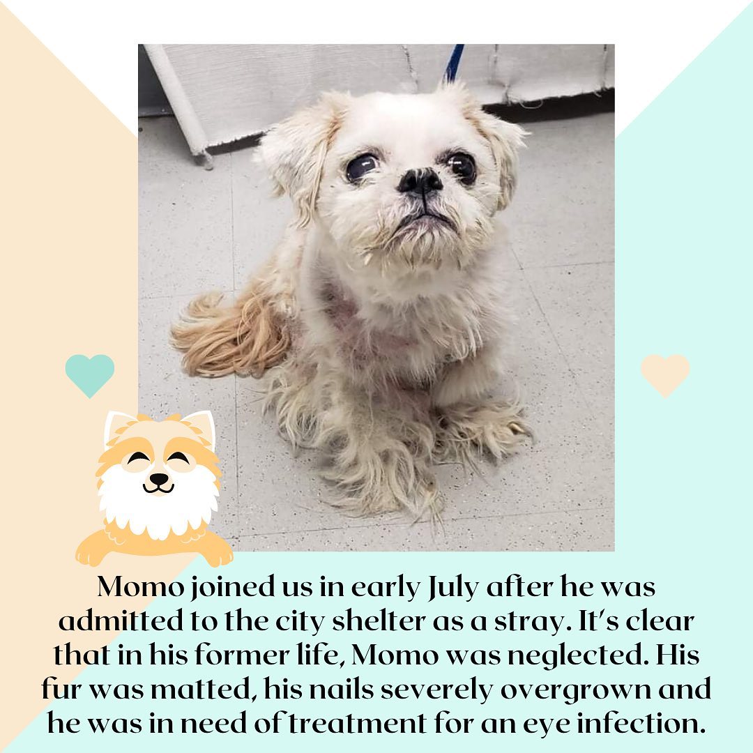 Meet the Pups: Momo Edition

Momo has improved immensely since he came home from the shelter, both physically and mentally. While he still detests the nail clippers, Momo has started to trust and will allow his mom to gently handle his feet (when he’s up to the challenge). Momo’s skin has improved thanks to many baths in the past few months, and he even let his dad give him one! 

Momo has become less shy, less skittish and gladly accepts the affection his fosters pour out for him. Momo likes playing with his endless supply of toys, but mostly loves stealing socks and small towels and bringing them to his bed. As Momo became more comfortable on walks, he started to explore and found out he absolutely loves kids! 

As a 501c3 non-profit, we rely on donations from our amazing community of animal lovers to give these kids the best possible care. If you would like to support the work we do, please consider donating, every penny makes a difference. We are always looking for new fosters and volunteers to help accomplish our mission

If you are interested in sponsoring Momo or our medical foster program, please contact us at twentypawsrescue@gmail.com