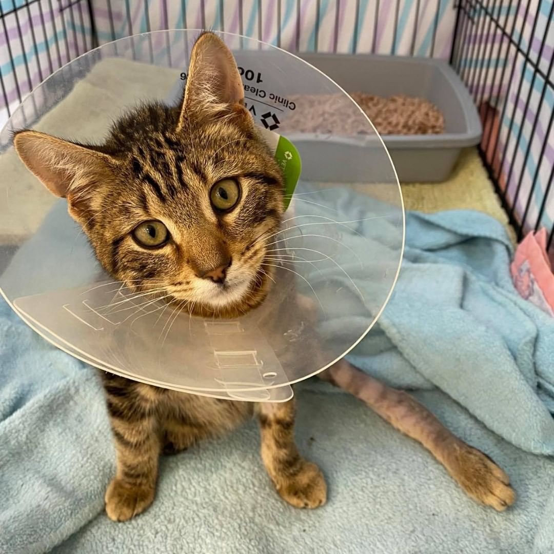 This is a bit of a longer IG post for us. Please bear with us and read about Donut! At only six months old, Donut already has a story! Donut was found after being hit by a car. He was brought to the ER, where the emergency veterinarians discovered he had a degloved tail, a broken femur on his back left leg, and a fractured pelvis on the right side. He also had a wound under his tail full of maggots. The ER contacted Pope Memorial Humane Society to see if we could help as he is only six months old and super friendly.

Our local veterinarians are crazy busy. Fortunately, Dr. Yovino didn’t hesitate when we asked if he could help Donut. Dr. Yovino had Donut brought down to Harbor Road Veterinary Hospital. The next day Donut had a tail amputation and pins put in to save his left leg. Not knowing how the pelvis would heal, we didn’t want to amputate his left leg. Donut has a long road of healing ahead, including many vet visits for rechecks and X-rays to make sure the leg is mending correctly. We are hopeful his pelvis will heal and not require surgery in the future.

Donut’s medical bills are mounting, and he will be on crate rest for many more weeks. If you want to donate to Donut’s care, you can donate through the linktree in our bio or directly through IG. Thank you so much for being so supportive! Donut is going to heal and eventually find his perfect home!

<a target='_blank' href='https://www.instagram.com/explore/tags/cats/'>#cats</a> <a target='_blank' href='https://www.instagram.com/explore/tags/catlovers/'>#catlovers</a> <a target='_blank' href='https://www.instagram.com/explore/tags/catsofig/'>#catsofig</a> <a target='_blank' href='https://www.instagram.com/explore/tags/popememorialhumanesociety/'>#popememorialhumanesociety</a> <a target='_blank' href='https://www.instagram.com/explore/tags/picME/'>#picME</a> <a target='_blank' href='https://www.instagram.com/explore/tags/adoptME/'>#adoptME</a> <a target='_blank' href='https://www.instagram.com/explore/tags/PMHS/'>#PMHS</a> <a target='_blank' href='https://www.instagram.com/explore/tags/catlife/'>#catlife</a>