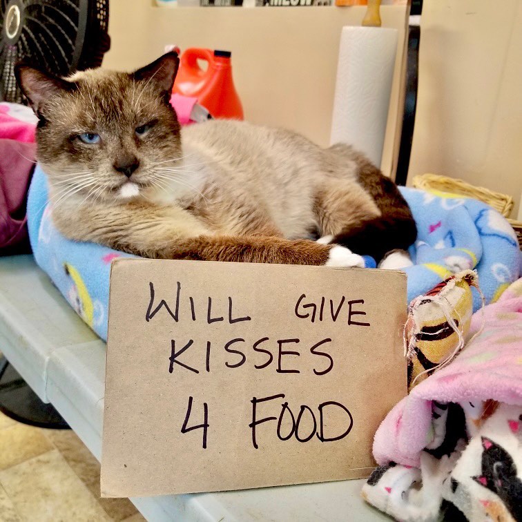 Meet our spokescat for this year’s food fundraiser - Alexander.
WE NEED YOUR HELP * OUR STOCKPILE IS RUNNING LOW AGAIN .
* WAYS TO DONATE:
- Amazon Wishlist. (Link to list above in profile)
- Costco has great pricing on 40-count Friskies Pate. Sam’s Club 60-count Friskies Shreds!
- Start a collection in your neighborhood, church, school, business for any leftovers fussy domestic cats don’t want :)
- Watch for blue donation bins at your local pet food stores.
.
.
.
.
.
.
.
<a target='_blank' href='https://www.instagram.com/explore/tags/fatkittycitysanctuary/'>#fatkittycitysanctuary</a> <a target='_blank' href='https://www.instagram.com/explore/tags/foodfundraiser/'>#foodfundraiser</a> <a target='_blank' href='https://www.instagram.com/explore/tags/foodneeded/'>#foodneeded</a> <a target='_blank' href='https://www.instagram.com/explore/tags/nonprofitorganization/'>#nonprofitorganization</a> <a target='_blank' href='https://www.instagram.com/explore/tags/nonprofitlife/'>#nonprofitlife</a> <a target='_blank' href='https://www.instagram.com/explore/tags/fatkittycity/'>#fatkittycity</a> <a target='_blank' href='https://www.instagram.com/explore/tags/weneedfriskies/'>#weneedfriskies</a> <a target='_blank' href='https://www.instagram.com/explore/tags/friendsoffolsom/'>#friendsoffolsom</a> <a target='_blank' href='https://www.instagram.com/explore/tags/eldoradohills/'>#eldoradohills</a> <a target='_blank' href='https://www.instagram.com/explore/tags/sanctuarylife/'>#sanctuarylife</a> <a target='_blank' href='https://www.instagram.com/explore/tags/catsanctuary/'>#catsanctuary</a> <a target='_blank' href='https://www.instagram.com/explore/tags/hungrycats/'>#hungrycats</a> <a target='_blank' href='https://www.instagram.com/explore/tags/granitebayca/'>#granitebayca</a> <a target='_blank' href='https://www.instagram.com/explore/tags/helpneededasap/'>#helpneededasap</a> <a target='_blank' href='https://www.instagram.com/explore/tags/weneedyou/'>#weneedyou</a> <a target='_blank' href='https://www.instagram.com/explore/tags/folsomca/'>#folsomca</a> <a target='_blank' href='https://www.instagram.com/explore/tags/fkcfundraiser/'>#fkcfundraiser</a> <a target='_blank' href='https://www.instagram.com/explore/tags/rescuecat/'>#rescuecat</a> <a target='_blank' href='https://www.instagram.com/explore/tags/catrescuenetwork/'>#catrescuenetwork</a> <a target='_blank' href='https://www.instagram.com/explore/tags/rescuekitties/'>#rescuekitties</a> <a target='_blank' href='https://www.instagram.com/explore/tags/needhelpnow/'>#needhelpnow</a> <a target='_blank' href='https://www.instagram.com/explore/tags/animalrescue/'>#animalrescue</a> <a target='_blank' href='https://www.instagram.com/explore/tags/foodfundraiser/'>#foodfundraiser</a> <a target='_blank' href='https://www.instagram.com/explore/tags/hungrycats/'>#hungrycats</a> <a target='_blank' href='https://www.instagram.com/explore/tags/helpwanted/'>#helpwanted</a> <a target='_blank' href='https://www.instagram.com/explore/tags/savecats/'>#savecats</a> <a target='_blank' href='https://www.instagram.com/explore/tags/savecatslives/'>#savecatslives</a>  <a target='_blank' href='https://www.instagram.com/explore/tags/eldoradohillsca/'>#eldoradohillsca</a> <a target='_blank' href='https://www.instagram.com/explore/tags/folsomca/'>#folsomca</a>