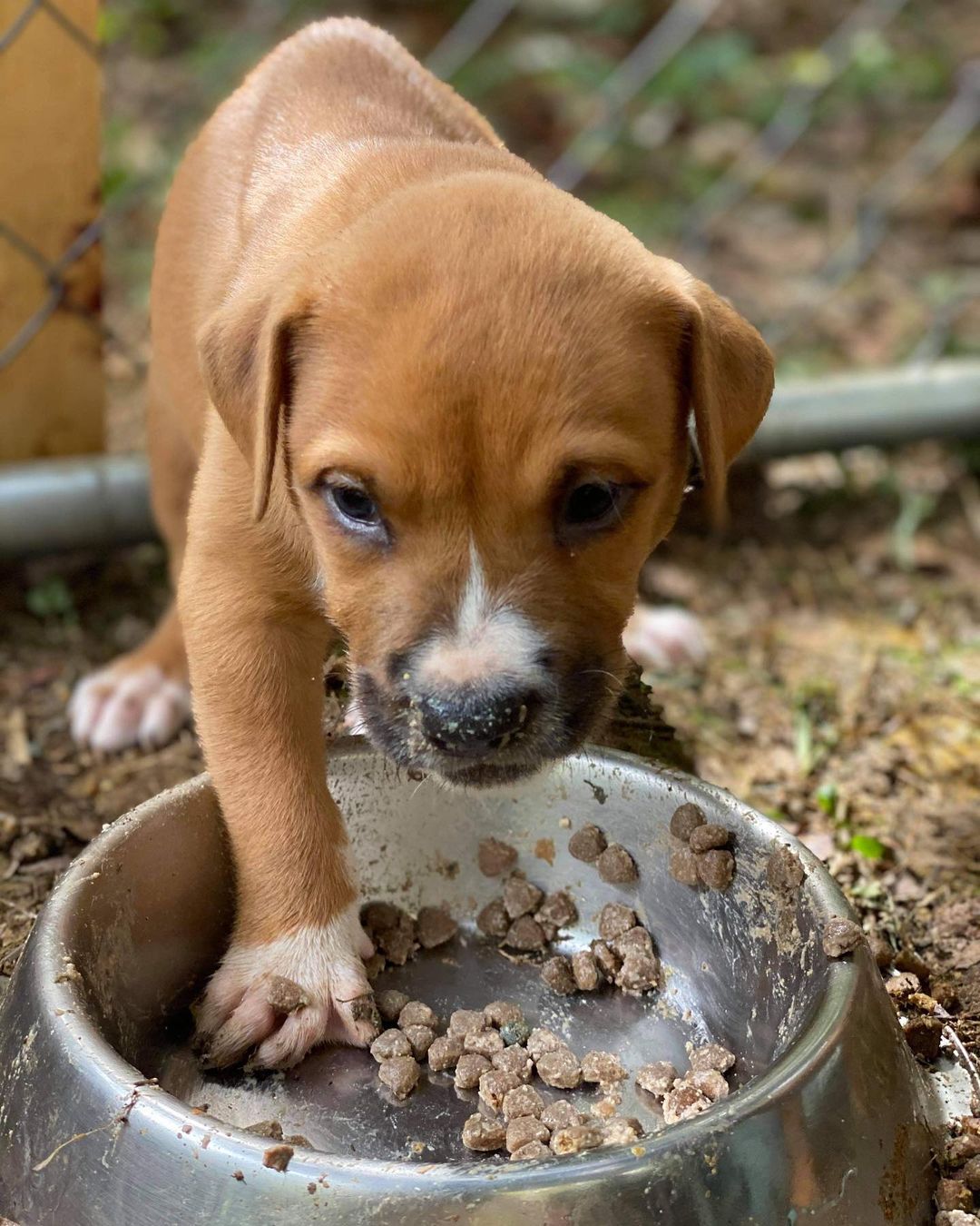 These 5-6 week old babies are currently living outside and need foster asap! Because they are so young they need to stay in pairs 👯‍♀️

If you are interested in helping these babies out please post below!  As a foster we provide you with all supplies, medical care, training, and support♥️