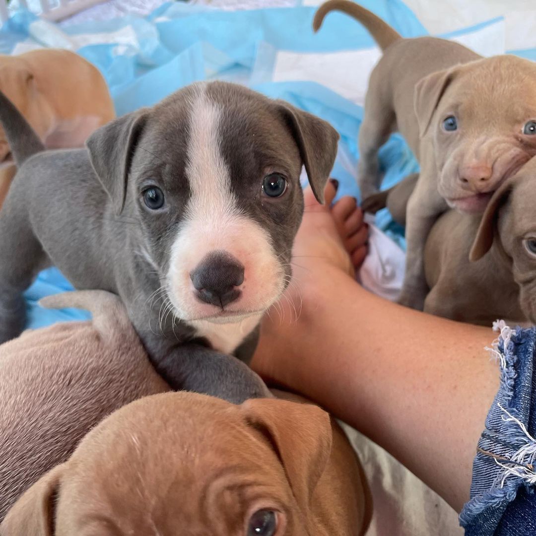 Yesterday we posted pics of Rory’s babies… Here are some of Beauty’s.  <a target='_blank' href='https://www.instagram.com/explore/tags/bombshell/'>#bombshell</a> <a target='_blank' href='https://www.instagram.com/explore/tags/bullies/'>#bullies</a> <a target='_blank' href='https://www.instagram.com/explore/tags/pitbull/'>#pitbull</a> <a target='_blank' href='https://www.instagram.com/explore/tags/rescue/'>#rescue</a> <a target='_blank' href='https://www.instagram.com/explore/tags/adoptdontshop/'>#adoptdontshop</a> <a target='_blank' href='https://www.instagram.com/explore/tags/pitbullsofinstagram/'>#pitbullsofinstagram</a> <a target='_blank' href='https://www.instagram.com/explore/tags/pitbullpuppies/'>#pitbullpuppies</a>