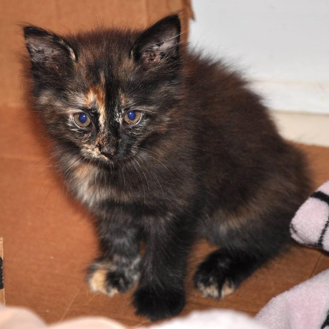 Too cute for words, Kitlyn is about 5 weeks old,social, and adorable.  Our newest girl.  <a target='_blank' href='https://www.instagram.com/explore/tags/taillesscatrescue/'>#taillesscatrescue</a> <a target='_blank' href='https://www.instagram.com/explore/tags/cymric/'>#cymric</a> <a target='_blank' href='https://www.instagram.com/explore/tags/manxkitten/'>#manxkitten</a> <a target='_blank' href='https://www.instagram.com/explore/tags/adoptdontshop/'>#adoptdontshop</a> <a target='_blank' href='https://www.instagram.com/explore/tags/northcarolina/'>#northcarolina</a> <a target='_blank' href='https://www.instagram.com/explore/tags/tortoishellcatsofinstagram/'>#tortoishellcatsofinstagram</a> <a target='_blank' href='https://www.instagram.com/explore/tags/kittensofinstagram/'>#kittensofinstagram</a>