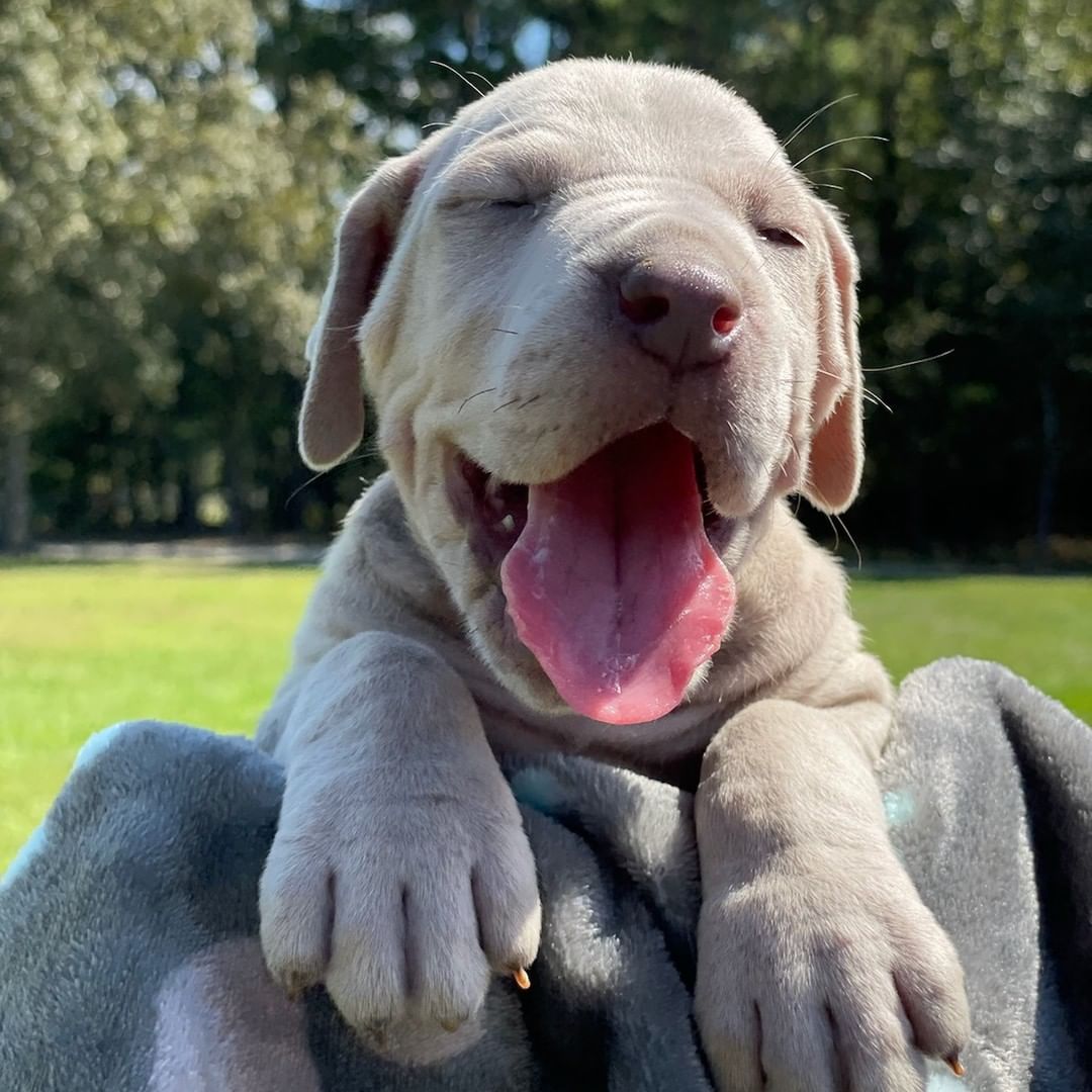 Attention Charleston Area Folks - WOOFSTOCK 2021 IS SUNDAY! 
Did you know there is a prize for the rescue with the highest number of tickets sold?  Use the link to get your tickets now and support Waters Edge Great Dane Rescue!  The link  has a code embedded that associates your purchase to WEGDR.  Everyone will need a ticket to get in, so BUY YOUR TICKETS NOW!  See you SUNDAY!
https://www.simpletix.com/e/woofstock2021-tickets-60279?promocode=DANE