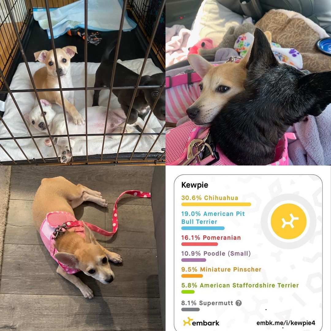 To be filed under “Where are they now?” and also “Who are they?” Quintessa, now Kiara, is living her best life with her adopted sister and doting mum.  The Q litter, which lived at Casa Violeta before finding their homes, were street pups surrendered to <a target='_blank' href='https://www.instagram.com/explore/tags/sparkyandthegang/'>#sparkyandthegang</a> and turned out to be a very interesting mix. People ask us all the time what breed our puppies are and we always say, “splendid mixed with joy and the hard work of a village.” Well, we don’t always say that but we should. <a target='_blank' href='https://www.instagram.com/explore/tags/adoptdontshop/'>#adoptdontshop</a> <a target='_blank' href='https://www.instagram.com/explore/tags/fosteringsaveslives/'>#fosteringsaveslives</a> <a target='_blank' href='https://www.instagram.com/explore/tags/chirescuepuppy/'>#chirescuepuppy</a> <a target='_blank' href='https://www.instagram.com/explore/tags/chiuahuasofinstagram/'>#chiuahuasofinstagram</a> <a target='_blank' href='https://www.instagram.com/explore/tags/rescuedismyfavoritebreed/'>#rescuedismyfavoritebreed</a> @fluffydoggys