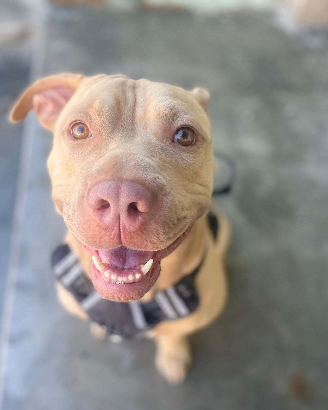 Meet Julio! This 3-year-old boy is a total love bug and as sweet as can be. He loves everyone he meets, and he is full of energy. He is still working on his leash walking, so he will need a patient family that can handle this strong boy while he learns his manners.

While Julio loves every person he meets, he doesn't love other animals, so he does need to go to an only pet home. He promises he has plenty of love to give. Julio is also undergoing heartworm treatment. His second treatment is scheduled for this month, so he needs to be kept calm while going through treatment. If you think this sweet boy would be a good addition to your family, please email our adoption coordinators at adoptions@angelsofassisi.org.