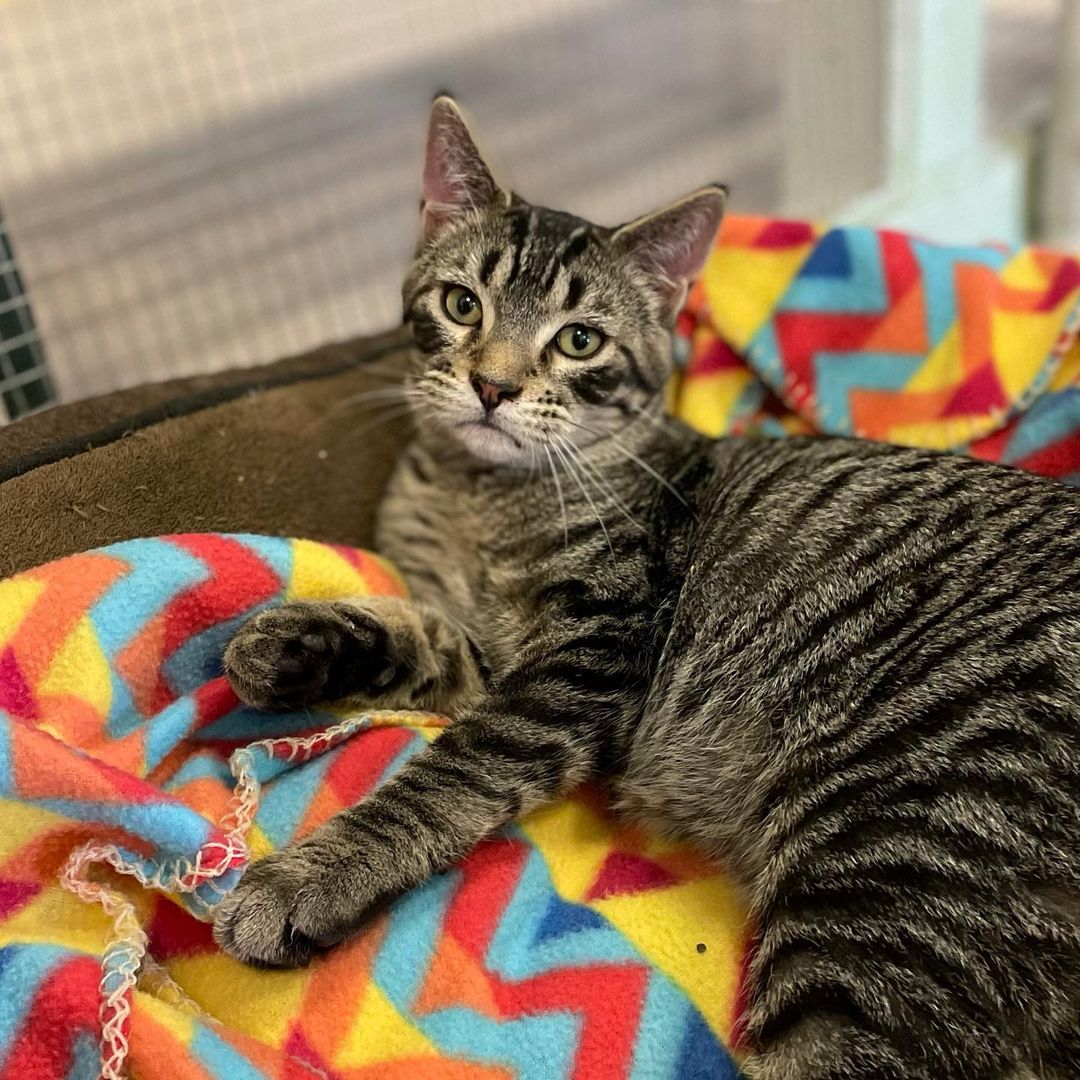 It was 107 days in the making, but sweet Nicco finally got a forever home today!! Happy Adoption Day to Nicco and his new family 😸

<a target='_blank' href='https://www.instagram.com/explore/tags/adoptionday/'>#adoptionday</a> <a target='_blank' href='https://www.instagram.com/explore/tags/adoptedkitten/'>#adoptedkitten</a> <a target='_blank' href='https://www.instagram.com/explore/tags/happyadoptionday/'>#happyadoptionday</a> <a target='_blank' href='https://www.instagram.com/explore/tags/finally/'>#finally</a> <a target='_blank' href='https://www.instagram.com/explore/tags/thewaitisover/'>#thewaitisover</a> <a target='_blank' href='https://www.instagram.com/explore/tags/browntabby/'>#browntabby</a> <a target='_blank' href='https://www.instagram.com/explore/tags/browntabbycatsofinstagram/'>#browntabbycatsofinstagram</a> <a target='_blank' href='https://www.instagram.com/explore/tags/snugglycat/'>#snugglycat</a> <a target='_blank' href='https://www.instagram.com/explore/tags/affectionate/'>#affectionate</a> <a target='_blank' href='https://www.instagram.com/explore/tags/winonaareahumanesociety/'>#winonaareahumanesociety</a> <a target='_blank' href='https://www.instagram.com/explore/tags/wahs/'>#wahs</a> <a target='_blank' href='https://www.instagram.com/explore/tags/winona/'>#winona</a> <a target='_blank' href='https://www.instagram.com/explore/tags/humanesociety/'>#humanesociety</a> <a target='_blank' href='https://www.instagram.com/explore/tags/petadoption/'>#petadoption</a> <a target='_blank' href='https://www.instagram.com/explore/tags/foreverhome/'>#foreverhome</a> <a target='_blank' href='https://www.instagram.com/explore/tags/adoptdontshop/'>#adoptdontshop</a> <a target='_blank' href='https://www.instagram.com/explore/tags/chooseadoption/'>#chooseadoption</a> <a target='_blank' href='https://www.instagram.com/explore/tags/rescueismyfavoritebreed/'>#rescueismyfavoritebreed</a> <a target='_blank' href='https://www.instagram.com/explore/tags/rescuecats/'>#rescuecats</a> <a target='_blank' href='https://www.instagram.com/explore/tags/shelter/'>#shelter</a> <a target='_blank' href='https://www.instagram.com/explore/tags/shelterkitten/'>#shelterkitten</a> <a target='_blank' href='https://www.instagram.com/explore/tags/catsofinstagram/'>#catsofinstagram</a> <a target='_blank' href='https://www.instagram.com/explore/tags/kittensofinstagram/'>#kittensofinstagram</a> <a target='_blank' href='https://www.instagram.com/explore/tags/sheltercatsofinstagram/'>#sheltercatsofinstagram</a> <a target='_blank' href='https://www.instagram.com/explore/tags/kittengram/'>#kittengram</a>