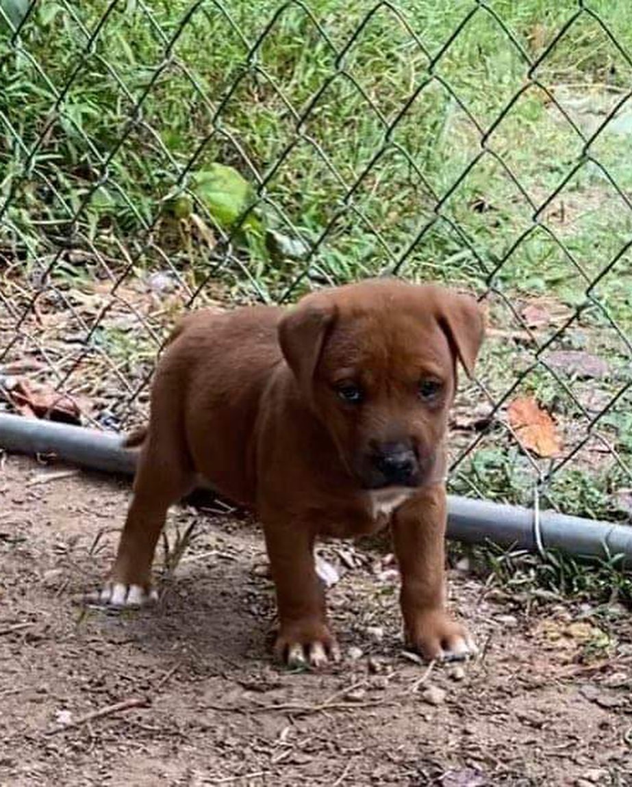 These 5-6 week old babies are currently living outside and need foster asap! Because they are so young they need to stay in pairs 👯‍♀️

If you are interested in helping these babies out please post below!  As a foster we provide you with all supplies, medical care, training, and support♥️