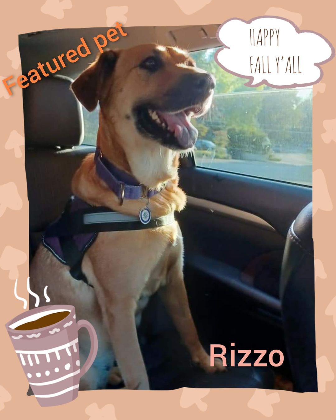 Sweet Rizzo is so good natured. She is still looking for her forever home.  Visit www.connectionspetrescue.org to learn more and adopt. <a target='_blank' href='https://www.instagram.com/explore/tags/rescued/'>#rescued</a> <a target='_blank' href='https://www.instagram.com/explore/tags/rescuedogs/'>#rescuedogs</a> <a target='_blank' href='https://www.instagram.com/explore/tags/adoptdontshop/'>#adoptdontshop</a> <a target='_blank' href='https://www.instagram.com/explore/tags/savelives/'>#savelives</a> <a target='_blank' href='https://www.instagram.com/explore/tags/connectionspetrescue/'>#connectionspetrescue</a>