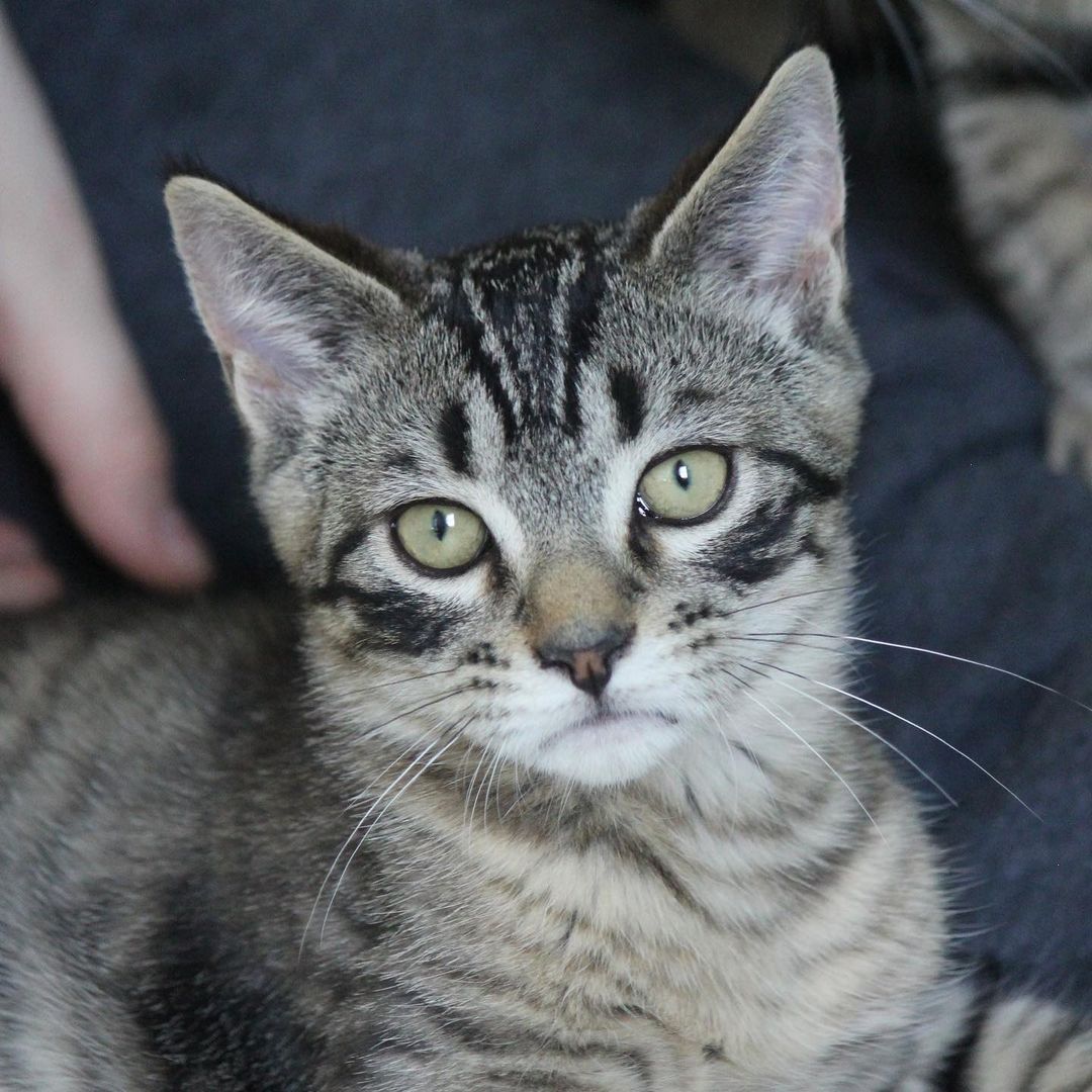 It was 107 days in the making, but sweet Nicco finally got a forever home today!! Happy Adoption Day to Nicco and his new family 😸

<a target='_blank' href='https://www.instagram.com/explore/tags/adoptionday/'>#adoptionday</a> <a target='_blank' href='https://www.instagram.com/explore/tags/adoptedkitten/'>#adoptedkitten</a> <a target='_blank' href='https://www.instagram.com/explore/tags/happyadoptionday/'>#happyadoptionday</a> <a target='_blank' href='https://www.instagram.com/explore/tags/finally/'>#finally</a> <a target='_blank' href='https://www.instagram.com/explore/tags/thewaitisover/'>#thewaitisover</a> <a target='_blank' href='https://www.instagram.com/explore/tags/browntabby/'>#browntabby</a> <a target='_blank' href='https://www.instagram.com/explore/tags/browntabbycatsofinstagram/'>#browntabbycatsofinstagram</a> <a target='_blank' href='https://www.instagram.com/explore/tags/snugglycat/'>#snugglycat</a> <a target='_blank' href='https://www.instagram.com/explore/tags/affectionate/'>#affectionate</a> <a target='_blank' href='https://www.instagram.com/explore/tags/winonaareahumanesociety/'>#winonaareahumanesociety</a> <a target='_blank' href='https://www.instagram.com/explore/tags/wahs/'>#wahs</a> <a target='_blank' href='https://www.instagram.com/explore/tags/winona/'>#winona</a> <a target='_blank' href='https://www.instagram.com/explore/tags/humanesociety/'>#humanesociety</a> <a target='_blank' href='https://www.instagram.com/explore/tags/petadoption/'>#petadoption</a> <a target='_blank' href='https://www.instagram.com/explore/tags/foreverhome/'>#foreverhome</a> <a target='_blank' href='https://www.instagram.com/explore/tags/adoptdontshop/'>#adoptdontshop</a> <a target='_blank' href='https://www.instagram.com/explore/tags/chooseadoption/'>#chooseadoption</a> <a target='_blank' href='https://www.instagram.com/explore/tags/rescueismyfavoritebreed/'>#rescueismyfavoritebreed</a> <a target='_blank' href='https://www.instagram.com/explore/tags/rescuecats/'>#rescuecats</a> <a target='_blank' href='https://www.instagram.com/explore/tags/shelter/'>#shelter</a> <a target='_blank' href='https://www.instagram.com/explore/tags/shelterkitten/'>#shelterkitten</a> <a target='_blank' href='https://www.instagram.com/explore/tags/catsofinstagram/'>#catsofinstagram</a> <a target='_blank' href='https://www.instagram.com/explore/tags/kittensofinstagram/'>#kittensofinstagram</a> <a target='_blank' href='https://www.instagram.com/explore/tags/sheltercatsofinstagram/'>#sheltercatsofinstagram</a> <a target='_blank' href='https://www.instagram.com/explore/tags/kittengram/'>#kittengram</a>