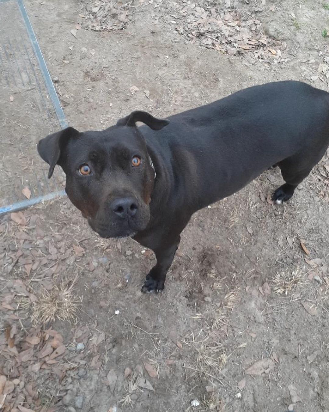 October is National Pitbull Awareness month! Here are some of our beautiful pitties looking for their forever homes. Meet BB, Onyx, Mya, Bruno, Lyla, and Trixie! 🐾<a target='_blank' href='https://www.instagram.com/explore/tags/dontbullytheirbreed/'>#dontbullytheirbreed</a> <a target='_blank' href='https://www.instagram.com/explore/tags/pitbull/'>#pitbull</a>