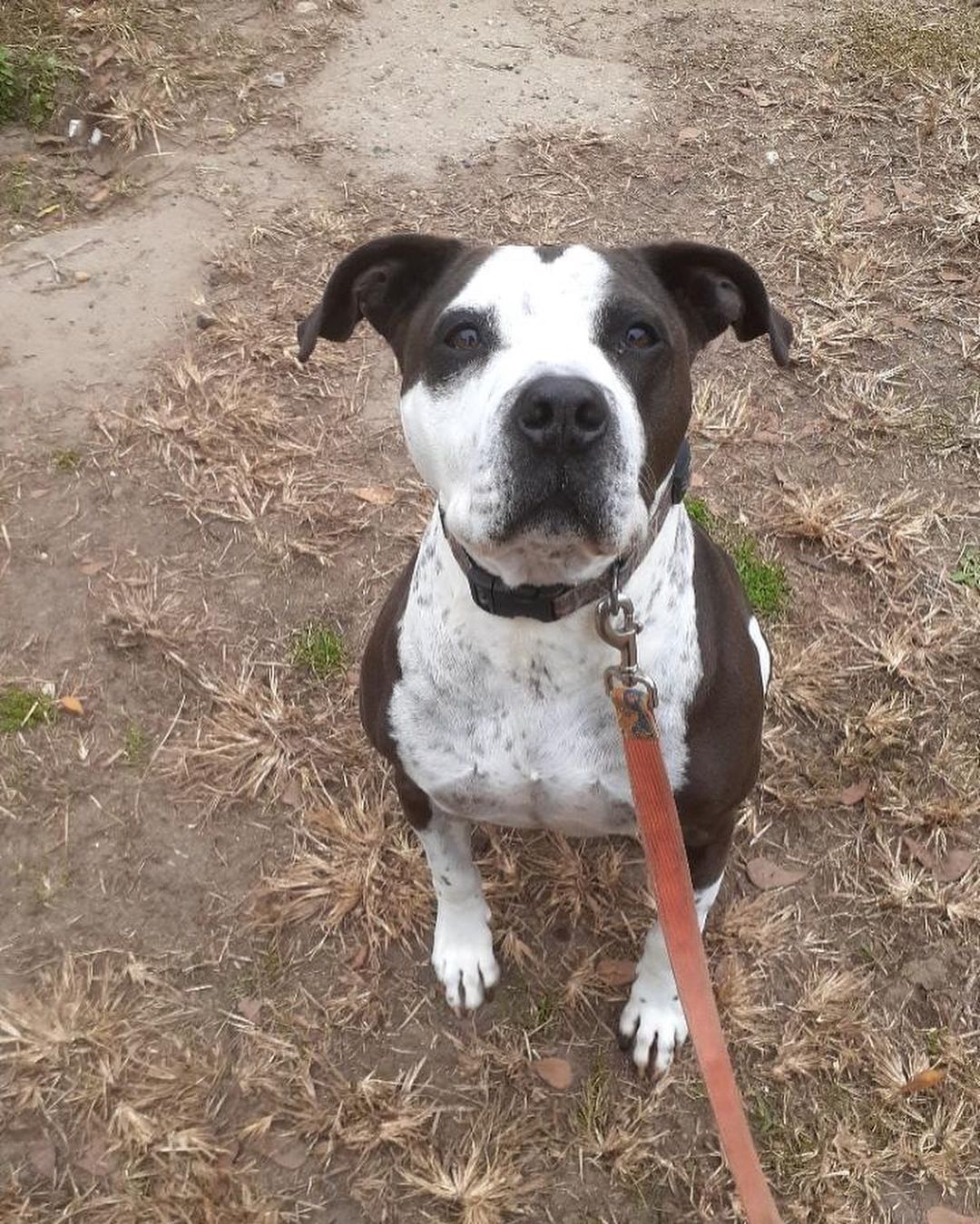 October is National Pitbull Awareness month! Here are some of our beautiful pitties looking for their forever homes. Meet BB, Onyx, Mya, Bruno, Lyla, and Trixie! 🐾<a target='_blank' href='https://www.instagram.com/explore/tags/dontbullytheirbreed/'>#dontbullytheirbreed</a> <a target='_blank' href='https://www.instagram.com/explore/tags/pitbull/'>#pitbull</a>