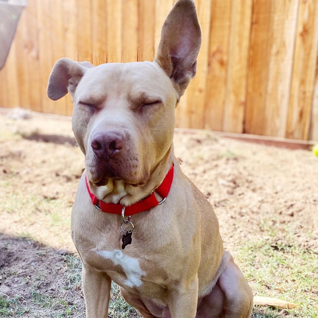 🌟 Meet Weston 🌟 

Weston’s life didn’t start out all that great. He was stranded off the I5 freeway, only relying on scraps from a nearby gas station and motel. This went on for months until we got notice of his existence. He was extremely cautious when it came to being leashed so we approached catching him a little differently. A little less traumatizing. <a target='_blank' href='https://www.instagram.com/explore/tags/success/'>#success</a>

We’ve learned so much about his wonderful personality! 

Weston is young. We put him at under 2 years of age. Very well mannered. Docile, friendly, quiet, loving, gentle, doesn’t mind being crated or kenneled. Extremely dog friendly! He has the most amazing qualities and will make a wonderful addition to a family ♡

He is due for a neuter and microchip in the next few weeks. We would love for Weston to find a foster-to -adopt home! 🏠 

If interested in adopting Weston, please send us a PM! 

<a target='_blank' href='https://www.instagram.com/explore/tags/pitbull/'>#pitbull</a> <a target='_blank' href='https://www.instagram.com/explore/tags/Weston/'>#Weston</a> <a target='_blank' href='https://www.instagram.com/explore/tags/asafefurrplace/'>#asafefurrplace</a> <a target='_blank' href='https://www.instagram.com/explore/tags/adopt/'>#adopt</a> <a target='_blank' href='https://www.instagram.com/explore/tags/thoseearstho/'>#thoseearstho</a>