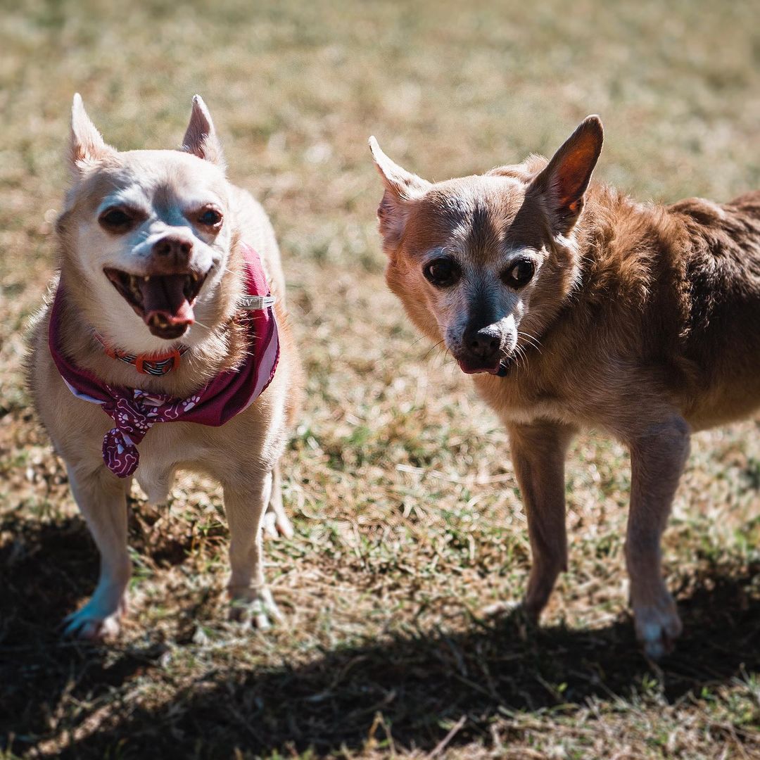 Andy (blue) and Mandy (pink) are a 13 year old brother/sister bonded pair duo. These gentle and affectionate little chihuahuas are two peas in a pod who very tragically lost their owner. Like most bonded pairs, the Andy/Mandy dynamic is an introvert/extrovert one… think you can guess which is which?