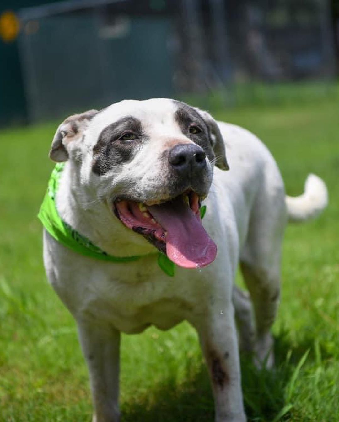 October is National Pitbull Awareness month! Here are some of our beautiful pitties looking for their forever homes. Meet BB, Onyx, Mya, Bruno, Lyla, and Trixie! 🐾<a target='_blank' href='https://www.instagram.com/explore/tags/dontbullytheirbreed/'>#dontbullytheirbreed</a> <a target='_blank' href='https://www.instagram.com/explore/tags/pitbull/'>#pitbull</a>