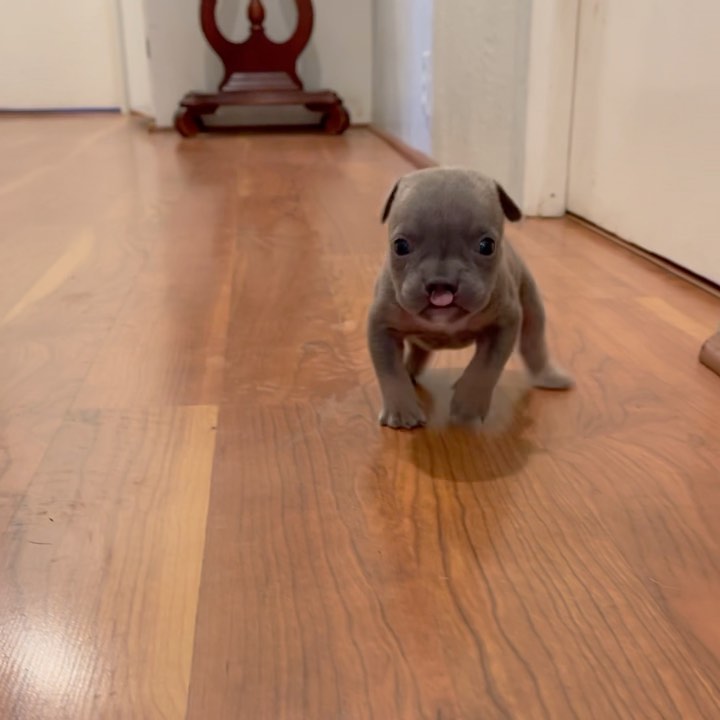 We wanted to do a post tonight to try to bring to light some things you might not even realize were happening. 
We’re absolutely not looking to offend anyone, and we truly hope you can read our words with an open mind and heart. 

First off, we love your questions about the special needs pups that we take in, and I’m sorry we aren’t able to answer each of your questions about the special needs that some of our pups have. I would definitely encourage you to google something if it peaks your interest, as most of the answers we’ve seen on social media aren’t necessarily always correct!

In fact, a lot of times, regarding puppies with unique characteristics like hydrocephalus, cleft lips, and cleft palates, there are often incorrect answers being given. 
We usually see it blamed on “bad breeding”, “bad genetics”, and even “inbreeding”, when in reality, it could have nothing to do with any of these things, and most times does not. 

What we’re not realizing when we post things like this is just how hurtful these comments can be to people who read them. 

So many people who follow our page have reached out to us thanking us for taking on cleft palate puppies, because they either know someone who was born with a cleft palate, they have a child who has one, or they themselves were born with one.

So imagine how it must feel to constantly see comments and questions linking their amazing uniqueness to inbreeding. Bad genetics. And incest. 
I’m sorry, but that’s just horrible. 

We take on puppies who would have been euthanized otherwise. 
It doesn’t matter to us where they came from. 
Or why they might not be “perfect”. 
Because at the end of the day, they ARE perfect. 
Just like people are perfect, no matter how different or unique we may be. 
That’s what makes us all special, after all. 

Some days we would just love to be able to post a cute video without all the angry comments about how the puppy came to be and how someone should be punished for their existence. 
It gets overwhelming and exhausting. 
We love sharing what we do, but some days we just wish for a bit more peace. 

I hope this all makes sense. 
We love you guys. ❤️❤️❤️