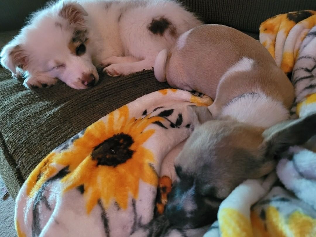 🥜 Peanut is headed to Mazie's Mission tomorrow for his neuter surgery. He had a delicious dinner and will likely be cranky in the morning when he can't have breakfast. 😆
This picture of him napping with his foster sister is so sweet. She's deaf, and Peanut sometimes startles her, but they're just precious together. 😍
<a target='_blank' href='https://www.instagram.com/explore/tags/spayandneuter/'>#spayandneuter</a> <a target='_blank' href='https://www.instagram.com/explore/tags/spayandneuteryourpets/'>#spayandneuteryourpets</a> <a target='_blank' href='https://www.instagram.com/explore/tags/fosterpuppy/'>#fosterpuppy</a> <a target='_blank' href='https://www.instagram.com/explore/tags/puppylife/'>#puppylife</a> <a target='_blank' href='https://www.instagram.com/explore/tags/chugpuppy/'>#chugpuppy</a> <a target='_blank' href='https://www.instagram.com/explore/tags/wehavethebestfosters/'>#wehavethebestfosters</a>
