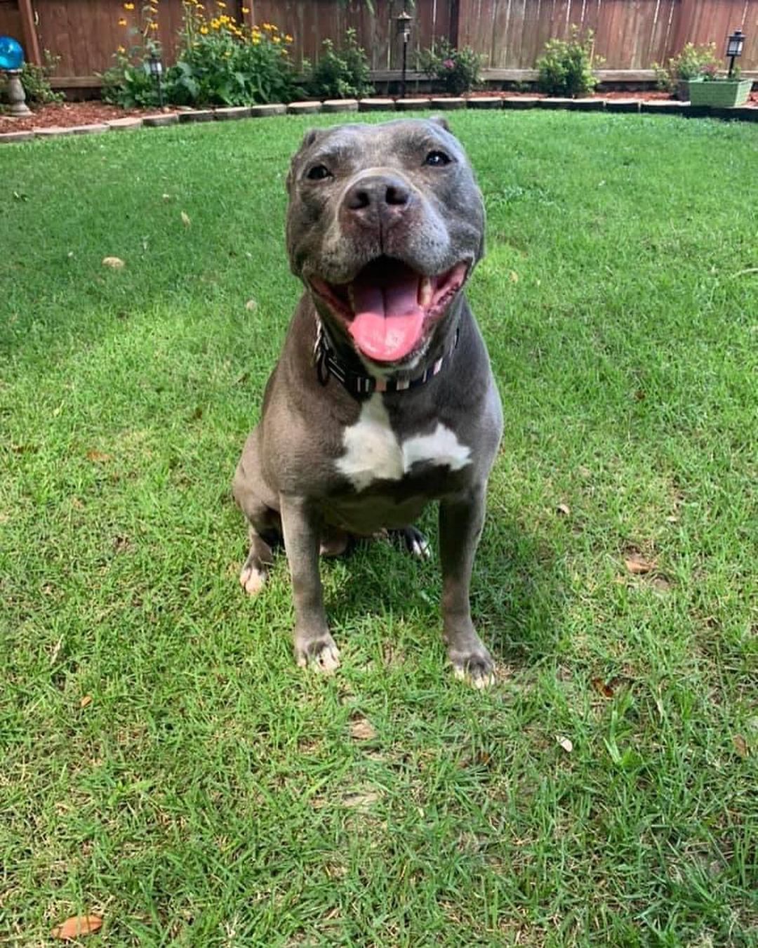 October is National Pitbull Awareness month! Here are some of our beautiful pitties looking for their forever homes. Meet BB, Onyx, Mya, Bruno, Lyla, and Trixie! 🐾<a target='_blank' href='https://www.instagram.com/explore/tags/dontbullytheirbreed/'>#dontbullytheirbreed</a> <a target='_blank' href='https://www.instagram.com/explore/tags/pitbull/'>#pitbull</a>