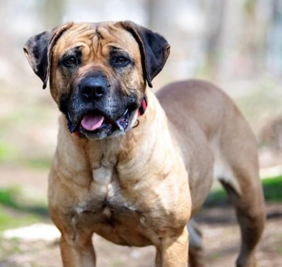 🗣CALLING ALL MASTIFF LOVERS🗣(or any dog lover, really 😉) SASHA is a gorgeous, lovable, super sweet mastiff mix who has been in boarding for over. A. Year. 

We’d like to get her out of boarding and into a home. Who’s with us?🙌

Sasha may need to be solo dog (could be kennel stress) but she is a AMAZING! Her trainer is offering board 'n train so she'll be totally ready when her home finally finds her❤️. 

Sasha is 5 yrs old and 75 lbs, utd and spayed. 

Want to give this lovely lady a foster or forever 🏡? Contact us at reboundhounds@gmail.com! 

<a target='_blank' href='https://www.instagram.com/explore/tags/BreedLoveRescueDogs/'>#BreedLoveRescueDogs</a>