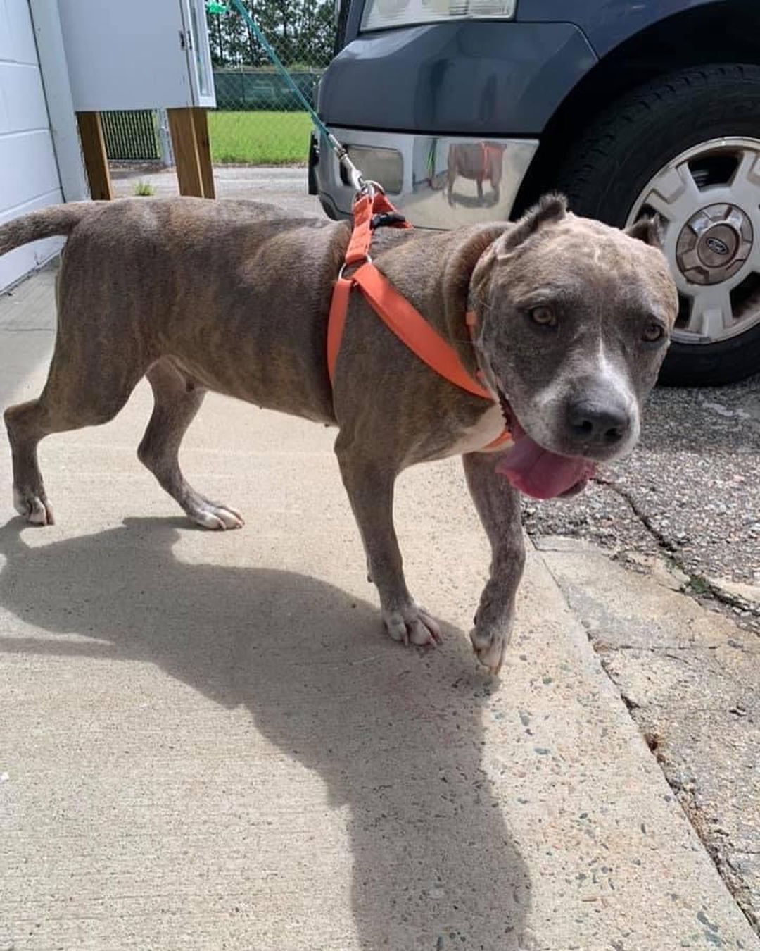 October is National Pitbull Awareness month! Here are some of our beautiful pitties looking for their forever homes. Meet BB, Onyx, Mya, Bruno, Lyla, and Trixie! 🐾<a target='_blank' href='https://www.instagram.com/explore/tags/dontbullytheirbreed/'>#dontbullytheirbreed</a> <a target='_blank' href='https://www.instagram.com/explore/tags/pitbull/'>#pitbull</a>