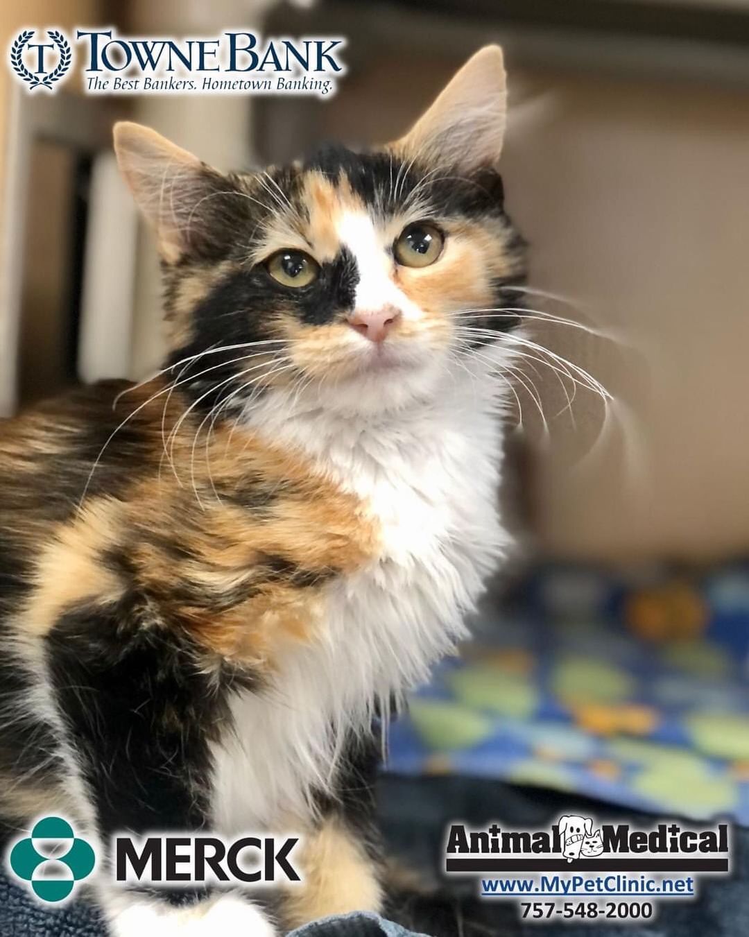 Let's give a warm welcome to the one and only Polly Pocket! This girl is new to our adoption floor but we have a feeling she will steal the hearts of her new family in no time. Polly Pocket is tiny in size but you wouldn’t know that by the size of her meow! She is a chatty gal who wants to make sure her voice is heard. This sweet kitten can’t wait to cuddle up with her new family who hopefully will provide her with lots of playtime and treats! If you want to add Polly Packet to your home, fill out an adoption application online or visit her during our adoption hours. https://bit.ly/3uIMZPd

Thank you to our Bark in the Park sponsors @animalmedicalofchesapeake @merck and @townebanksocial