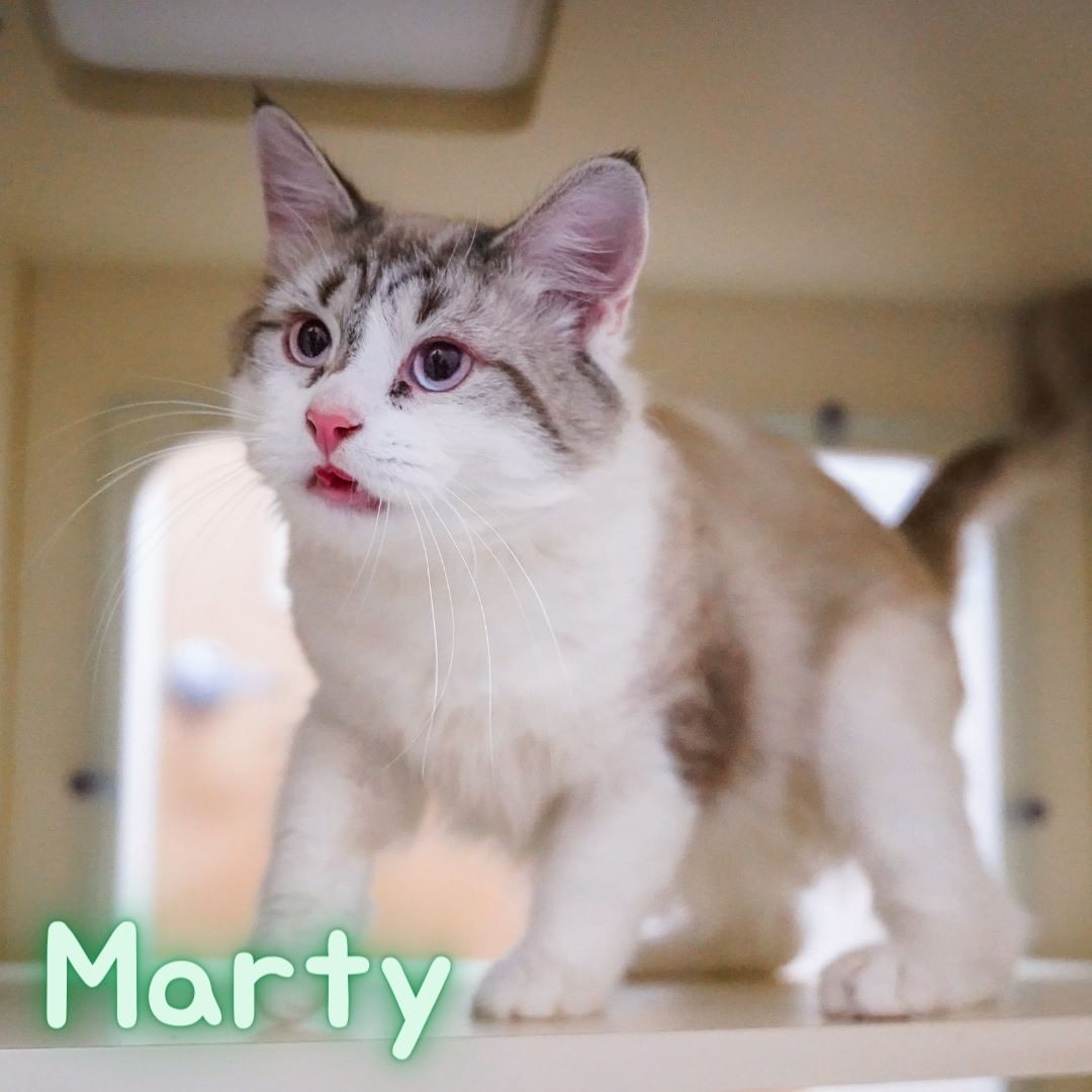 Meet Marty. When we asked the cat staff about Marty, you know, how would you describe this handsome guy type questions... you know what they said?!?! Unpredictable. Ok. Ok. That may not be the glowing adjective we were looking for but we know there are a lot of you out there that like a little spice in your life! Do you thrive on being spontaneous? How would you like to adopt a cat that may feel the same way? Meet Marty. He's unpredictable. <a target='_blank' href='https://www.instagram.com/explore/tags/spicycat/'>#spicycat</a> <a target='_blank' href='https://www.instagram.com/explore/tags/unpredictable/'>#unpredictable</a> <a target='_blank' href='https://www.instagram.com/explore/tags/tuesday/'>#tuesday</a> <a target='_blank' href='https://www.instagram.com/explore/tags/catlovers/'>#catlovers</a> <a target='_blank' href='https://www.instagram.com/explore/tags/cats/'>#cats</a> <a target='_blank' href='https://www.instagram.com/explore/tags/catsofig/'>#catsofig</a> <a target='_blank' href='https://www.instagram.com/explore/tags/popememorialhumanesociety/'>#popememorialhumanesociety</a> <a target='_blank' href='https://www.instagram.com/explore/tags/picME/'>#picME</a> <a target='_blank' href='https://www.instagram.com/explore/tags/adoptME/'>#adoptME</a>