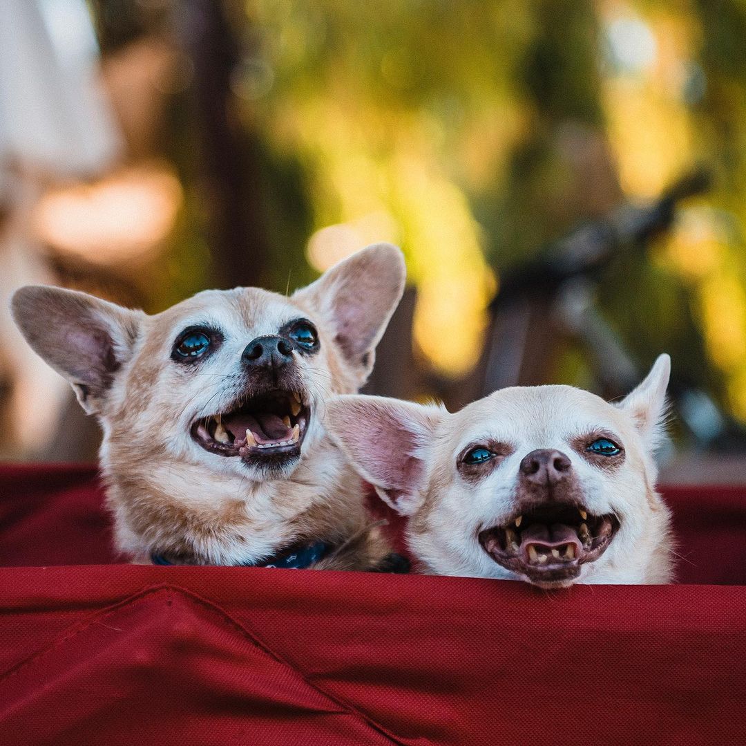 Andy (blue) and Mandy (pink) are a 13 year old brother/sister bonded pair duo. These gentle and affectionate little chihuahuas are two peas in a pod who very tragically lost their owner. Like most bonded pairs, the Andy/Mandy dynamic is an introvert/extrovert one… think you can guess which is which?