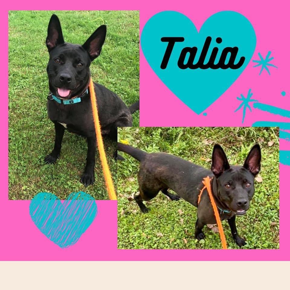 Looking for a friend who loves to explore and who would make an excellent walking or hiking buddy? We have just the girl for you! Beautiful Talia has been waiting a while for her turn to find a family. She would love to find some active humans to take her on adventures and she would really love to have a yard where she can let her zoomies out. We know that Talia is going to make a great companion to any family lucky enough to be hers. If you’d like to meet this sweet girl, please send an email to bandrbunkhouse@gmail.com.