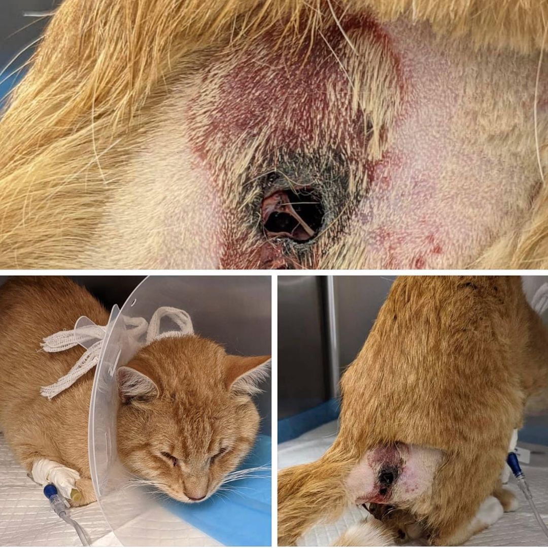 🆘 Please HELP! Stray cat Tigger was SHOT and we stepped up to help, but now we’re stuck with an $8k bill! 🆘 So far, we’ve received only $670 towards a *crippling* $8000 bill for this sweet cat who had it’s rear end shot off! 😩😢 We will never turn our back on any animal in a life-or-death situation but this is the third (and largest) major medical case we’ve been hit with this month alone.

Please —- if you can donate ANY amount, large or small, please DONATE HERE:
https://www.givinggrid.com/tiggersgunshotwound/ 

And please share! Thank you!! ❤️🐾🙏