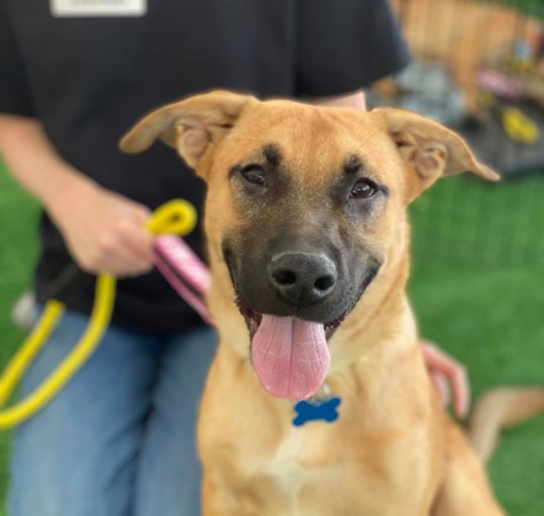 Good morning! 
Come visit us today from noon-4 and add a best friend to your home. 

We’ll be at St. Francis of Assisi located at 2300 Sunridge Heights Pkwy, Henderson, NV 89052

We’ll have the following dogs looking for their forever homes.

Hadley
Kimber 
Tito
Gidget
Oreo
Orion
August
Jerry 
Tomasita
Cora
Camila 
Ruby 
Bambi 
Lexi 
Chewy 

 Not everyone is pictured here so come down and meet them for yourselves 🙂