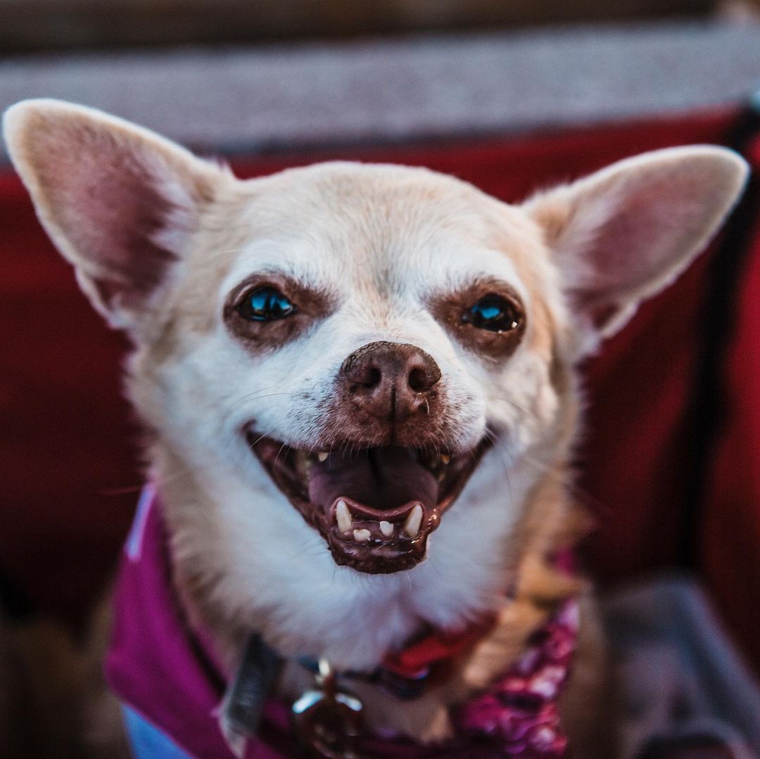 Andy (blue) and Mandy (pink) are a 13 year old brother/sister bonded pair duo. These gentle and affectionate little chihuahuas are two peas in a pod who very tragically lost their owner. Like most bonded pairs, the Andy/Mandy dynamic is an introvert/extrovert one… think you can guess which is which?
