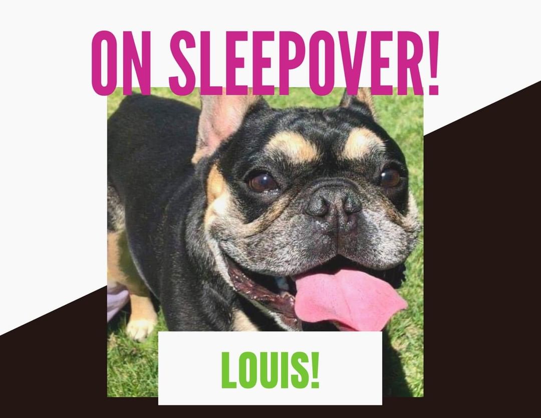 We are pleased to Announce that Louis has gone on a sleepover with a potential furever family! Good luck Louis! We know they are gonna love you!