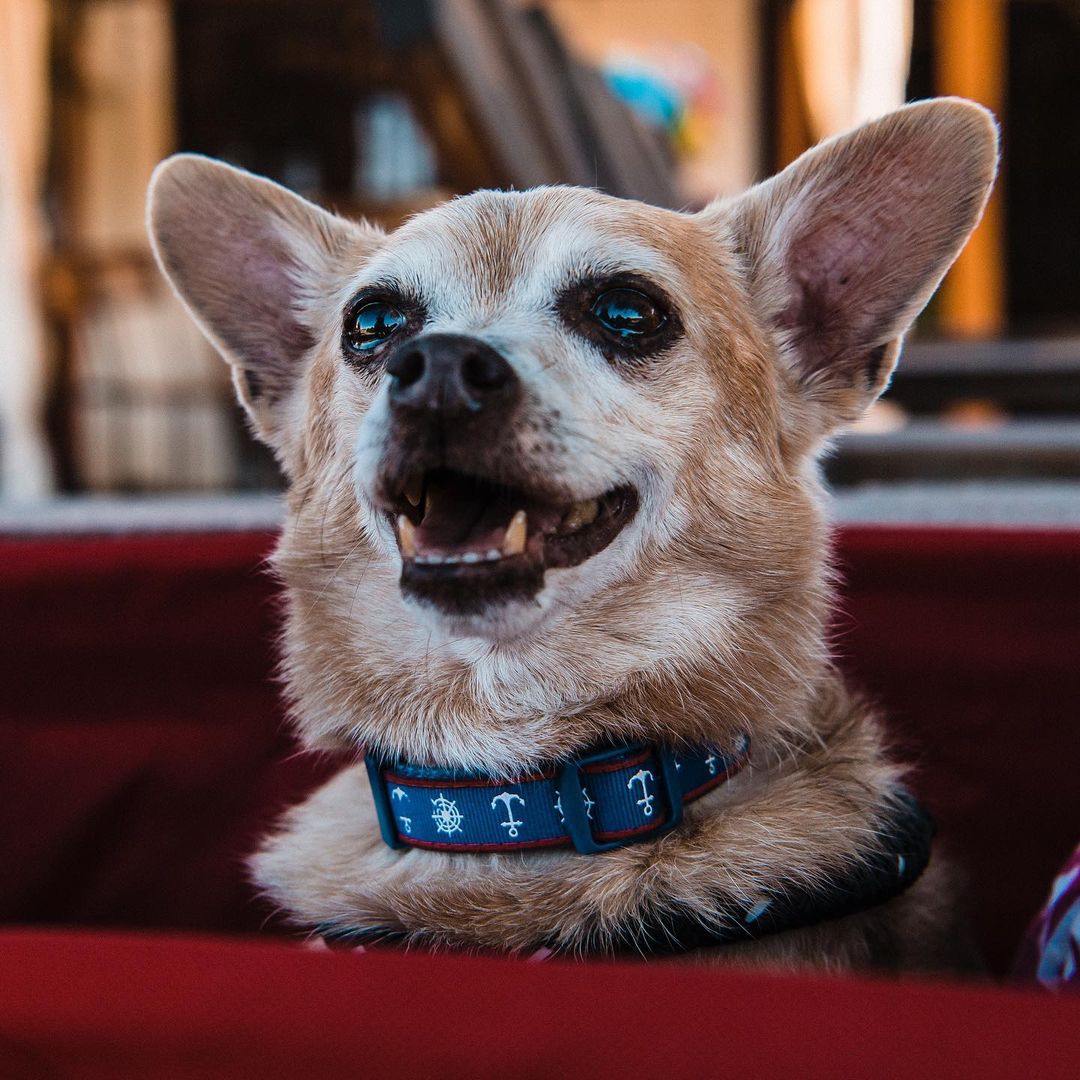 Andy (blue) and Mandy (pink) are a 13 year old brother/sister bonded pair duo. These gentle and affectionate little chihuahuas are two peas in a pod who very tragically lost their owner. Like most bonded pairs, the Andy/Mandy dynamic is an introvert/extrovert one… think you can guess which is which?