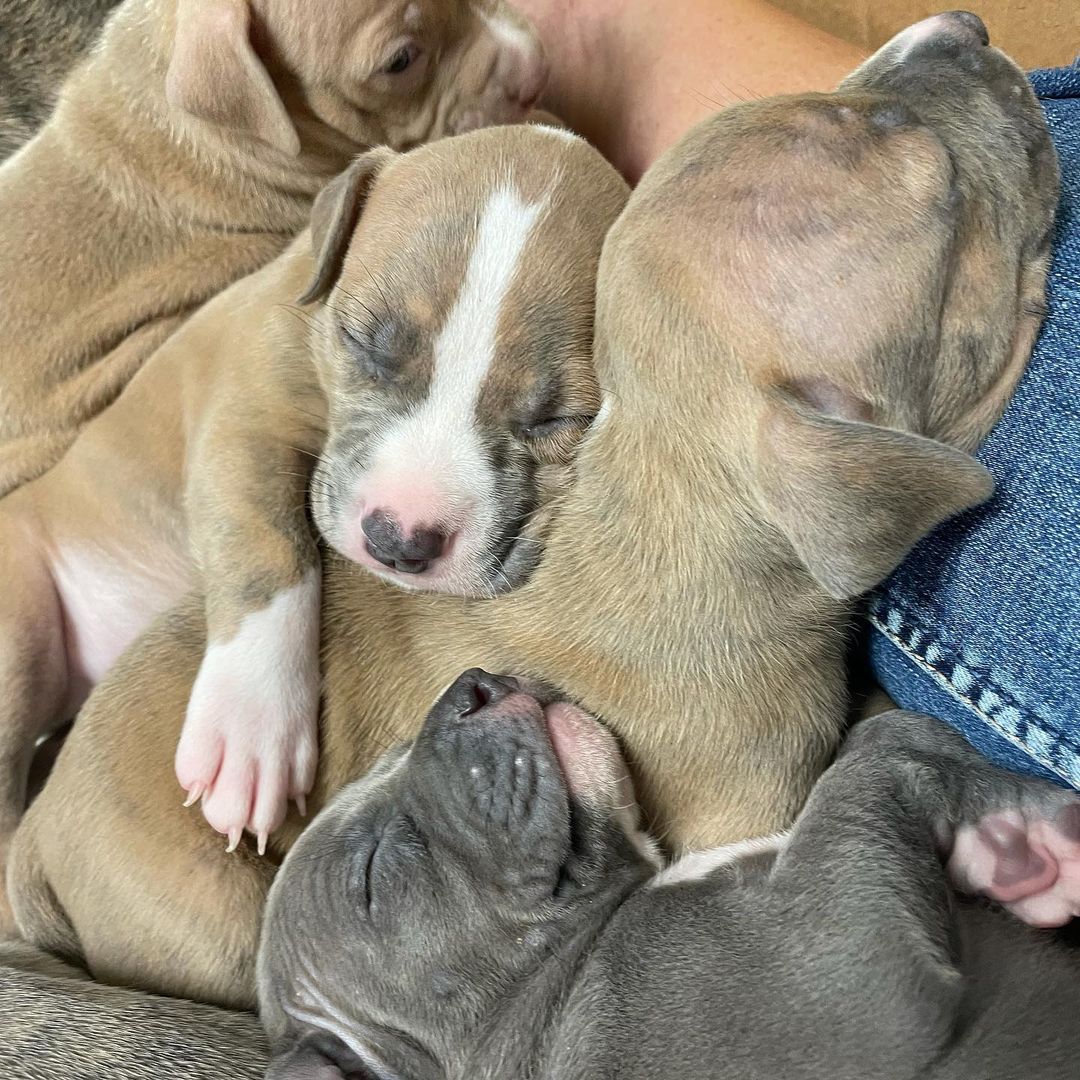 We’re almost ready to start taking applications for our 20 little nuggets and their two AMAZING momma’s!! Thank you for your patience and support!  It’s been a long, exhausting, wonderful few weeks.  <a target='_blank' href='https://www.instagram.com/explore/tags/bombshellbullies/'>#bombshellbullies</a> <a target='_blank' href='https://www.instagram.com/explore/tags/pitbull/'>#pitbull</a> <a target='_blank' href='https://www.instagram.com/explore/tags/rescue/'>#rescue</a> <a target='_blank' href='https://www.instagram.com/explore/tags/adoptdontshop/'>#adoptdontshop</a> <a target='_blank' href='https://www.instagram.com/explore/tags/puppiesofinstagram/'>#puppiesofinstagram</a> <a target='_blank' href='https://www.instagram.com/explore/tags/pitbullpuppy/'>#pitbullpuppy</a> <a target='_blank' href='https://www.instagram.com/explore/tags/pitbullsofinstagram/'>#pitbullsofinstagram</a> <a target='_blank' href='https://www.instagram.com/explore/tags/pittiesofinstagram/'>#pittiesofinstagram</a> <a target='_blank' href='https://www.instagram.com/explore/tags/spreadtherumer/'>#spreadtherumer</a>