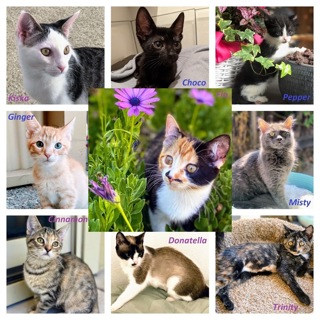 Meet our sweet kittens looking for their forever families❤️❤️

Bonded pairs and solos, affectionate and more reserved, quiet and full of energy, kittens and young adults - they're so different, but all are full of love and ready to make you the center of their universe.

Are YOU ready to make a difference in their lives?

To learn more about available kitties review their profiles at https://angelsfurryfriends.org/.../adoptable-animals/cats/

If you would love to give any of them the forever home of their dreams, please review our Adoption Process https://angelsfurryfriends.org/adoption-process/
and fill out 🐾Adoption application🐾 in order to schedule meet and greet https://angelsfurryfriends.org/adoption-application-cats/

All our kittens will leave to new homes spayed/neutered, vaccinated to age, treated from fleas, dewormed and litter-box trained. They can be FIV/FeLV tested upon request.

<a target='_blank' href='https://www.instagram.com/explore/tags/adoptdontshop/'>#adoptdontshop</a> <a target='_blank' href='https://www.instagram.com/explore/tags/animalrescue/'>#animalrescue</a> <a target='_blank' href='https://www.instagram.com/explore/tags/savealife/'>#savealife</a> <a target='_blank' href='https://www.instagram.com/explore/tags/bekind/'>#bekind</a> <a target='_blank' href='https://www.instagram.com/explore/tags/catsforadoption/'>#catsforadoption</a> <a target='_blank' href='https://www.instagram.com/explore/tags/rescuedismyfavoritebreed/'>#rescuedismyfavoritebreed</a> <a target='_blank' href='https://www.instagram.com/explore/tags/kittensforadoption/'>#kittensforadoption</a> <a target='_blank' href='https://www.instagram.com/explore/tags/adoptme/'>#adoptme</a>