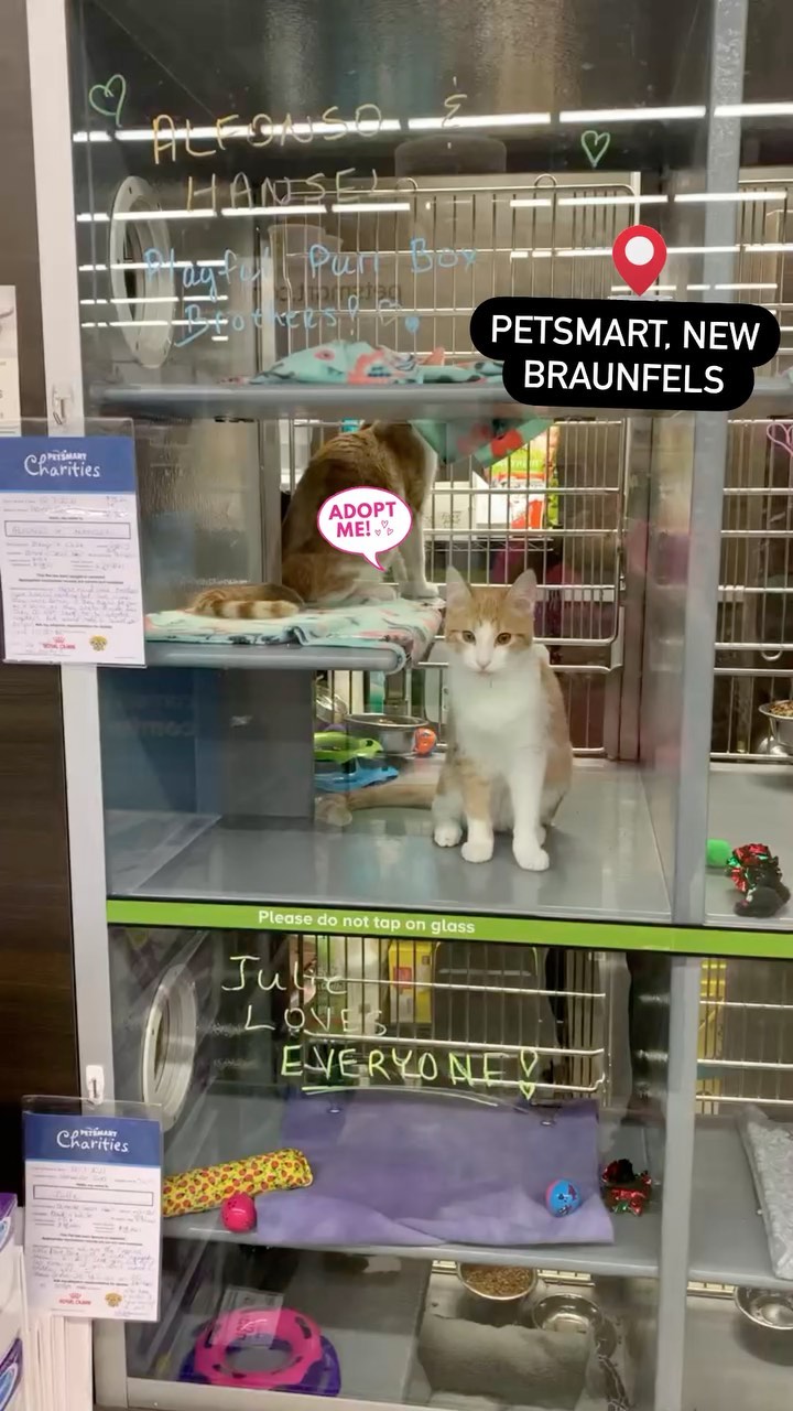 Come out to <a target='_blank' href='https://www.instagram.com/explore/tags/Petsmart/'>#Petsmart</a> to the adoption center to see our adorable cats for adoption!! 😻<a target='_blank' href='https://www.instagram.com/explore/tags/adopt/'>#adopt</a> <a target='_blank' href='https://www.instagram.com/explore/tags/adoptables/'>#adoptables</a> <a target='_blank' href='https://www.instagram.com/explore/tags/catstagram/'>#catstagram</a> <a target='_blank' href='https://www.instagram.com/explore/tags/adoptme/'>#adoptme</a> <a target='_blank' href='https://www.instagram.com/explore/tags/newbraunfels/'>#newbraunfels</a> <a target='_blank' href='https://www.instagram.com/explore/tags/newbraunfelstx/'>#newbraunfelstx</a>