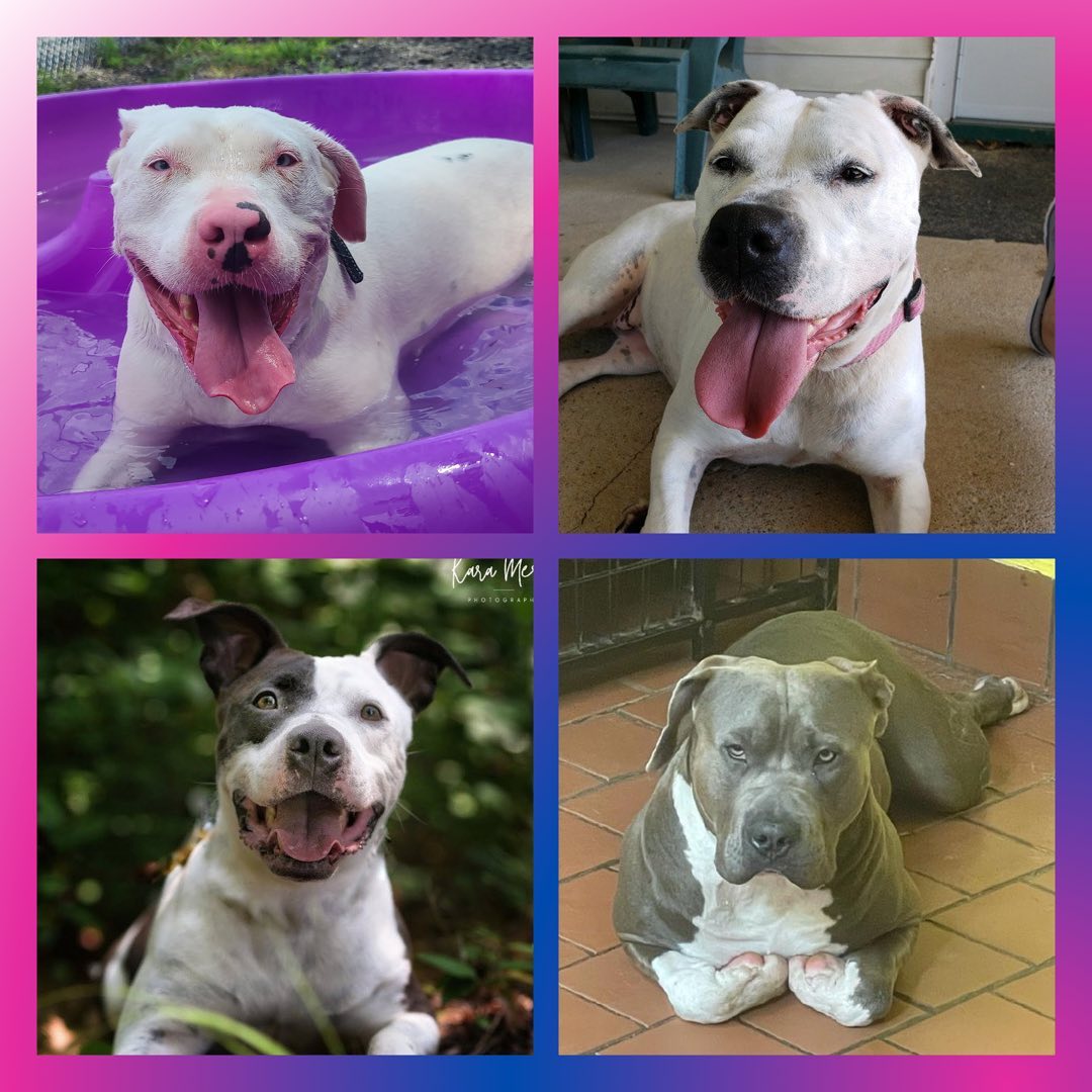 🌼 Fosters/Adopters Needed 🌼

Simon is a 5yo deaf Dogo. Goofy, adaptable and full of energy, Simon is always ready for whatever life has to offer! Due to his best friend passing away and a recent move, Simon’s family felt that they were no longer the right fit for him. Simon is a big kid at heart and absolutely loves other dogs.

Missy is at her happiest when she has a family to love and support. Her purpose in life is to be the heart of a family and loves to be around people. Whether she’s seated at the dining table during meals or chomping on a toy next to you, Missy will always make sure you know how much she loves to love. 

Blue previous home used him as a guard dog and when they no longer needed him, locked him in a shed. They surrendered him to a shelter where he found himself on the euthanasia list. Blue is loyal, affectionate and looking for someone who can fully support his journey. 

Chase was surrendered to us this summer and is looking for someone with large dog experience. He is looking for a new foster without other pups as Chase needs space to work on his own training. 

If you are interested in fostering or adopting any of these wonderful pups, please reach out to us at twentypawsrescue.com or via DM. The applications are linked in our bio!