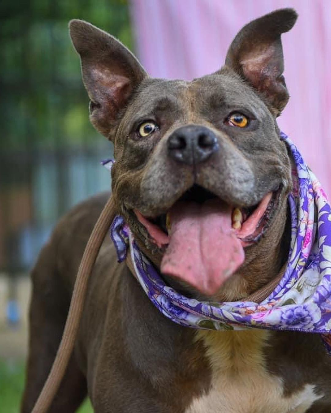 October is National Pitbull Awareness month! Here are some of our beautiful pitties looking for their forever homes. Meet BB, Onyx, Mya, Bruno, Lyla, and Trixie! 🐾<a target='_blank' href='https://www.instagram.com/explore/tags/dontbullytheirbreed/'>#dontbullytheirbreed</a> <a target='_blank' href='https://www.instagram.com/explore/tags/pitbull/'>#pitbull</a>