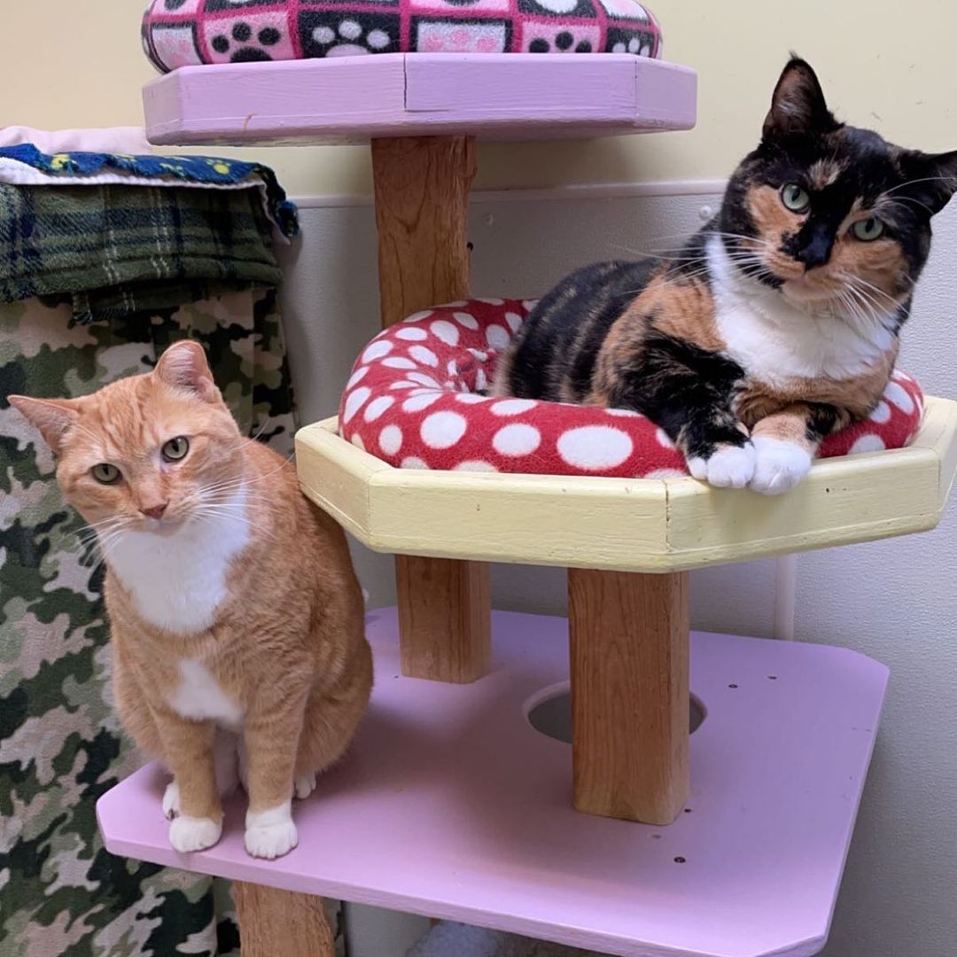 Morris and Heidi wish you a happy Monday! Both of these cuties are available for adoption and would make a wonderful addition to your home❤️ visit staf.org for more information on how to adopt! <a target='_blank' href='https://www.instagram.com/explore/tags/adopt/'>#adopt</a> <a target='_blank' href='https://www.instagram.com/explore/tags/adoptdontshop/'>#adoptdontshop</a> <a target='_blank' href='https://www.instagram.com/explore/tags/staf/'>#staf</a> <a target='_blank' href='https://www.instagram.com/explore/tags/savetheanimalsfoundation/'>#savetheanimalsfoundation</a> <a target='_blank' href='https://www.instagram.com/explore/tags/cute/'>#cute</a> <a target='_blank' href='https://www.instagram.com/explore/tags/cats/'>#cats</a>