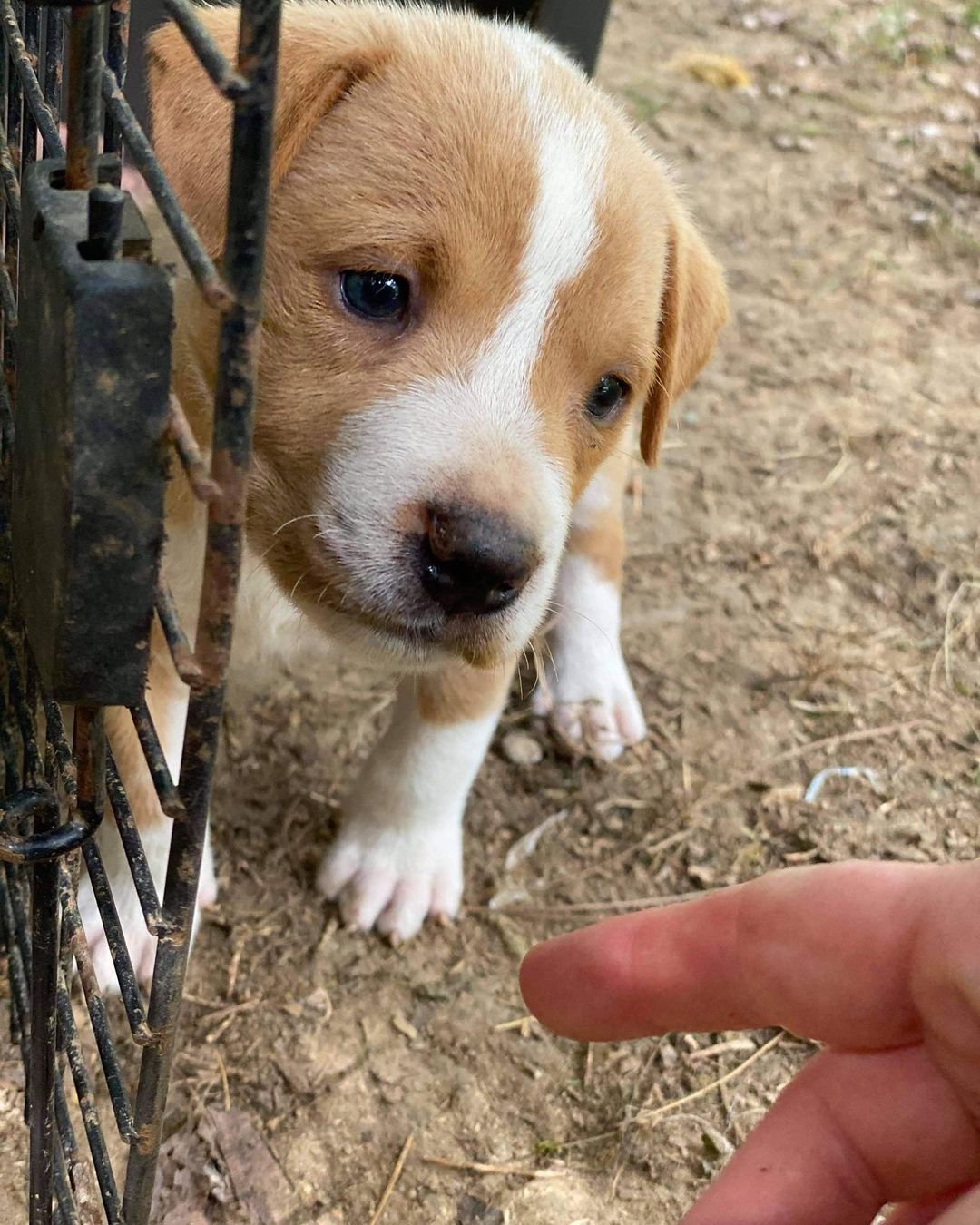 These 5-6 week old babies are currently living outside and need foster asap! Because they are so young they need to stay in pairs 👯‍♀️

If you are interested in helping these babies out please post below!  As a foster we provide you with all supplies, medical care, training, and support♥️