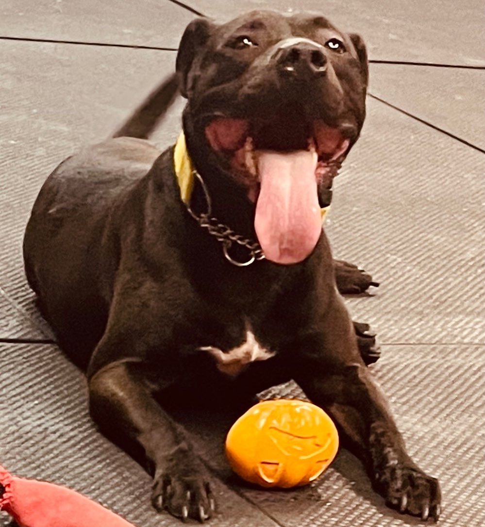 Awwwww…Our favorite pumpkin has his very own favorite pumpkin. 🎃 <a target='_blank' href='https://www.instagram.com/explore/tags/Prince/'>#Prince</a> <a target='_blank' href='https://www.instagram.com/explore/tags/bombshell/'>#bombshell</a> <a target='_blank' href='https://www.instagram.com/explore/tags/bullies/'>#bullies</a> <a target='_blank' href='https://www.instagram.com/explore/tags/pitbull/'>#pitbull</a> <a target='_blank' href='https://www.instagram.com/explore/tags/rescue/'>#rescue</a> <a target='_blank' href='https://www.instagram.com/explore/tags/bulliesofinstagram/'>#bulliesofinstagram</a> <a target='_blank' href='https://www.instagram.com/explore/tags/pitbullsofinstagram/'>#pitbullsofinstagram</a> <a target='_blank' href='https://www.instagram.com/explore/tags/pumpkin/'>#pumpkin</a> <a target='_blank' href='https://www.instagram.com/explore/tags/adoptdontshop/'>#adoptdontshop</a> <a target='_blank' href='https://www.instagram.com/explore/tags/volunteer/'>#volunteer</a> <a target='_blank' href='https://www.instagram.com/explore/tags/favorite/'>#favorite</a> <a target='_blank' href='https://www.instagram.com/explore/tags/newtoy/'>#newtoy</a> <a target='_blank' href='https://www.instagram.com/explore/tags/halloween/'>#halloween</a> <a target='_blank' href='https://www.instagram.com/explore/tags/fun/'>#fun</a>