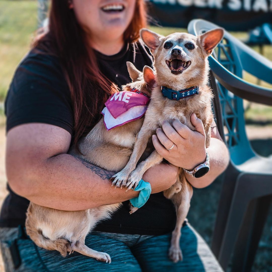 Andy (blue) and Mandy (pink) are a 13 year old brother/sister bonded pair duo. These gentle and affectionate little chihuahuas are two peas in a pod who very tragically lost their owner. Like most bonded pairs, the Andy/Mandy dynamic is an introvert/extrovert one… think you can guess which is which?